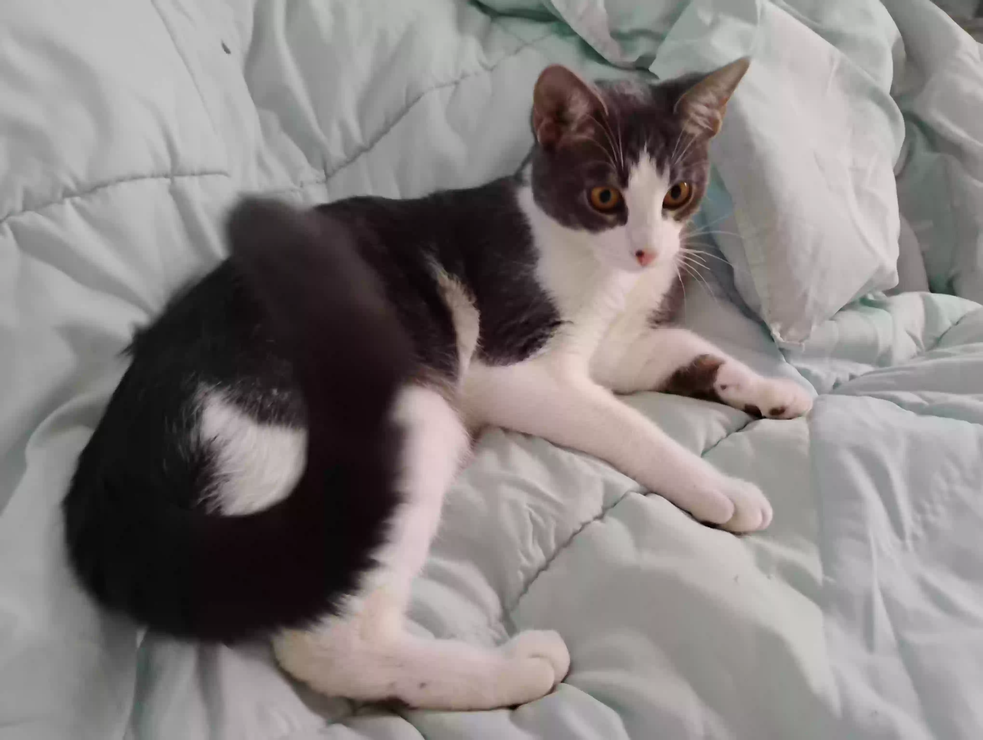 adoptable Cat in Rochester,MI named Baby of Chicki