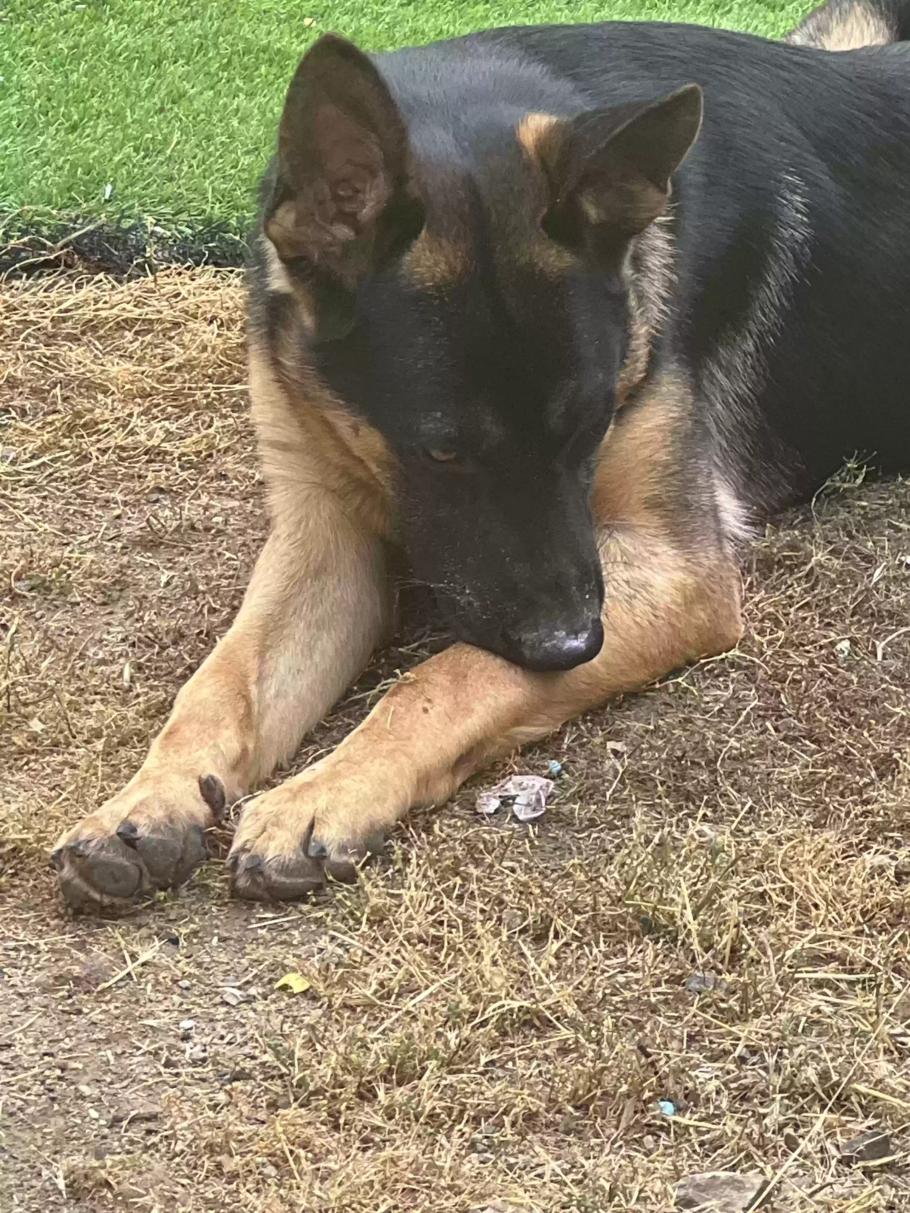 adoptable Dog in Sun City,CA named Rocky