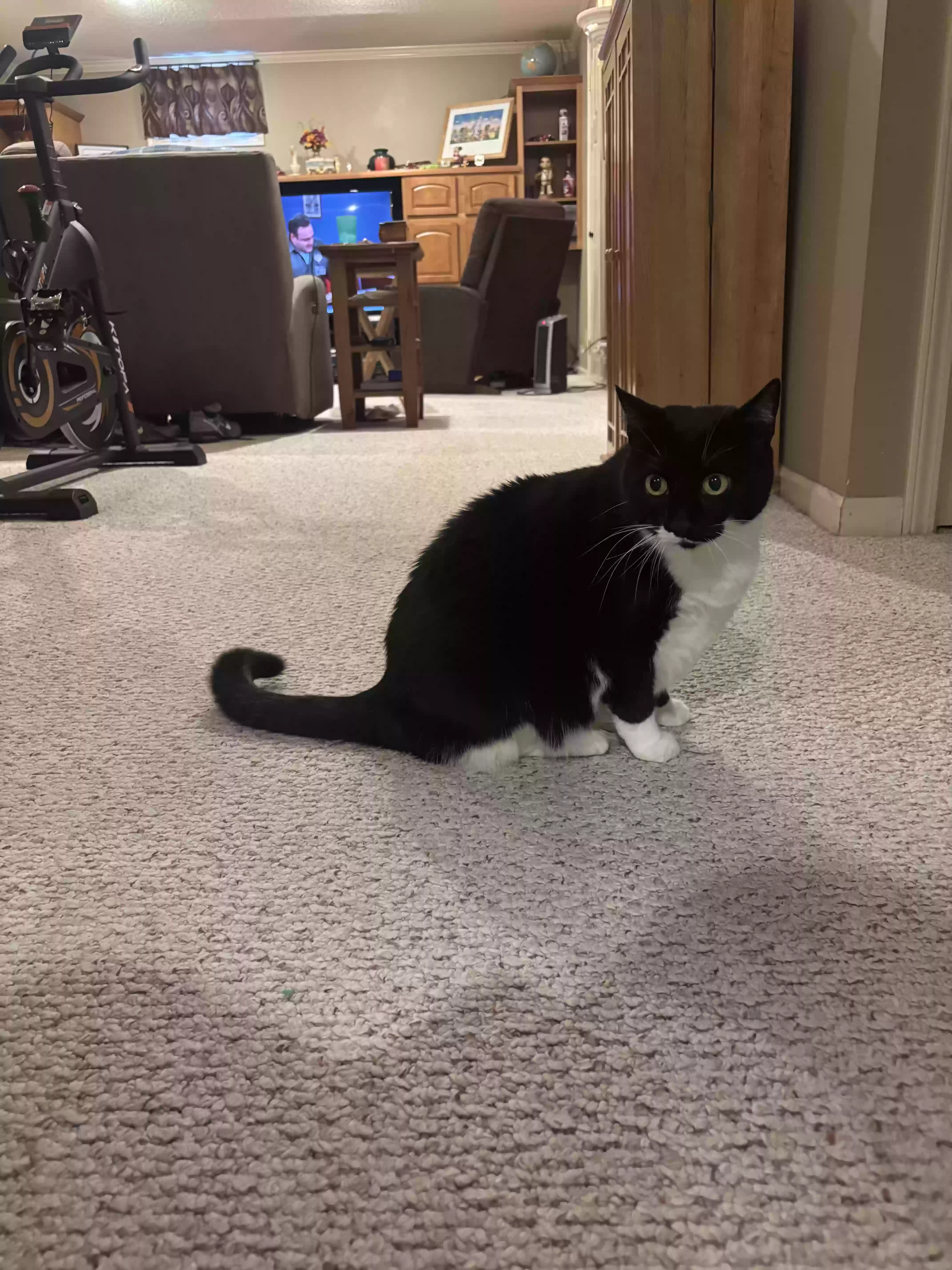 adoptable Cat in Olathe,KS named Oreo