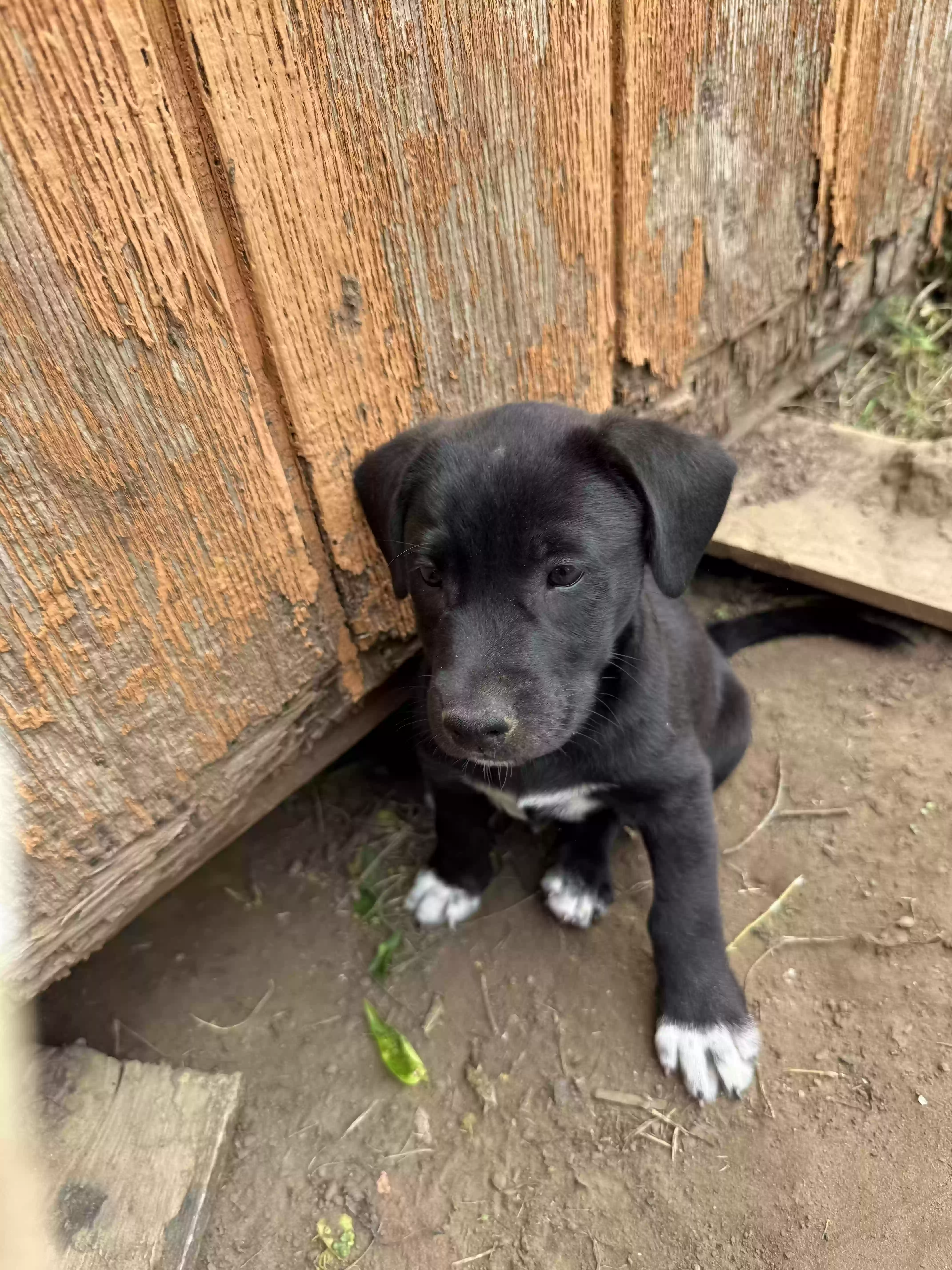 adoptable Dog in Anadarko,OK named Max