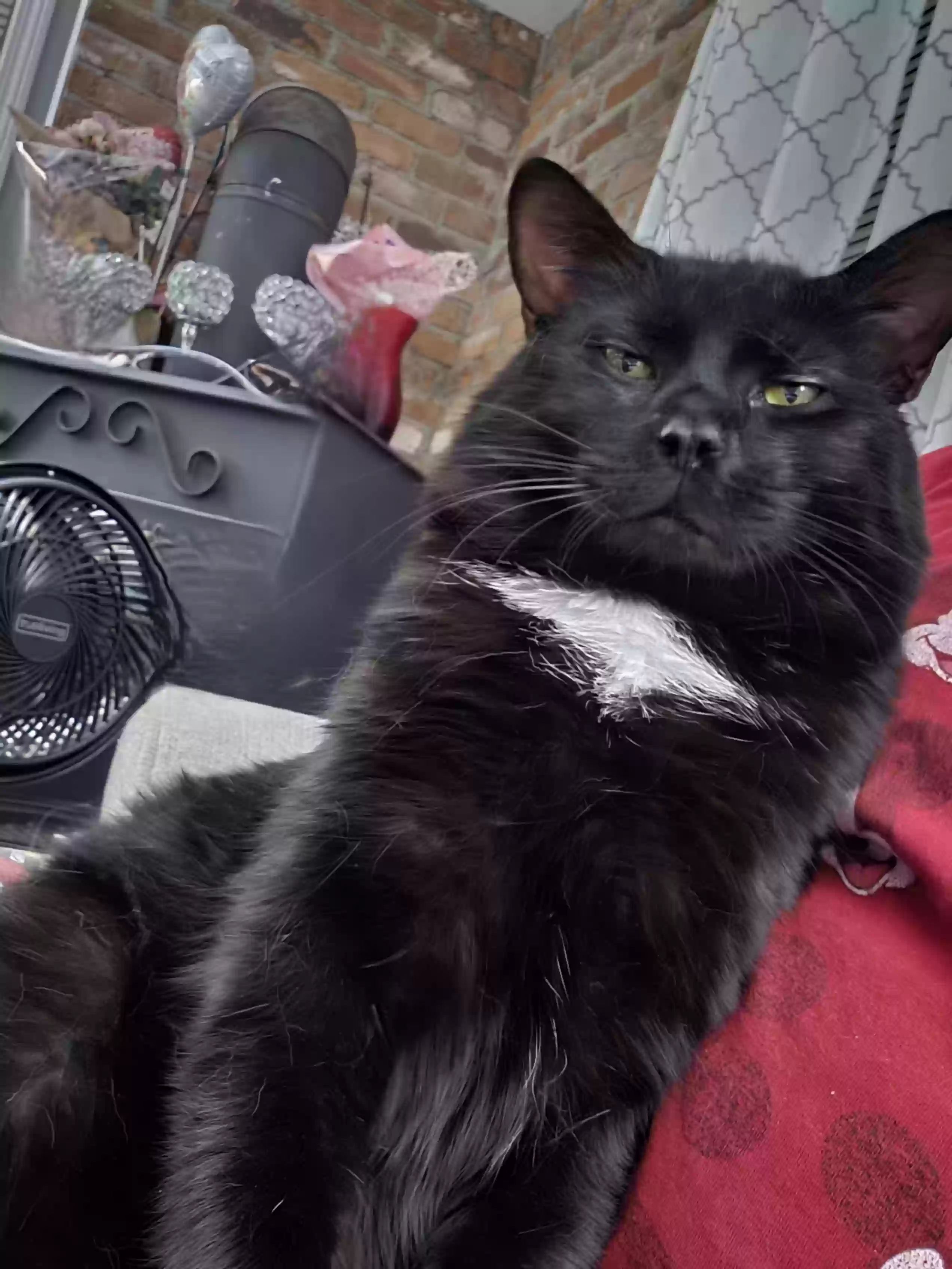 adoptable Cat in Plantsville,CT named Oreo