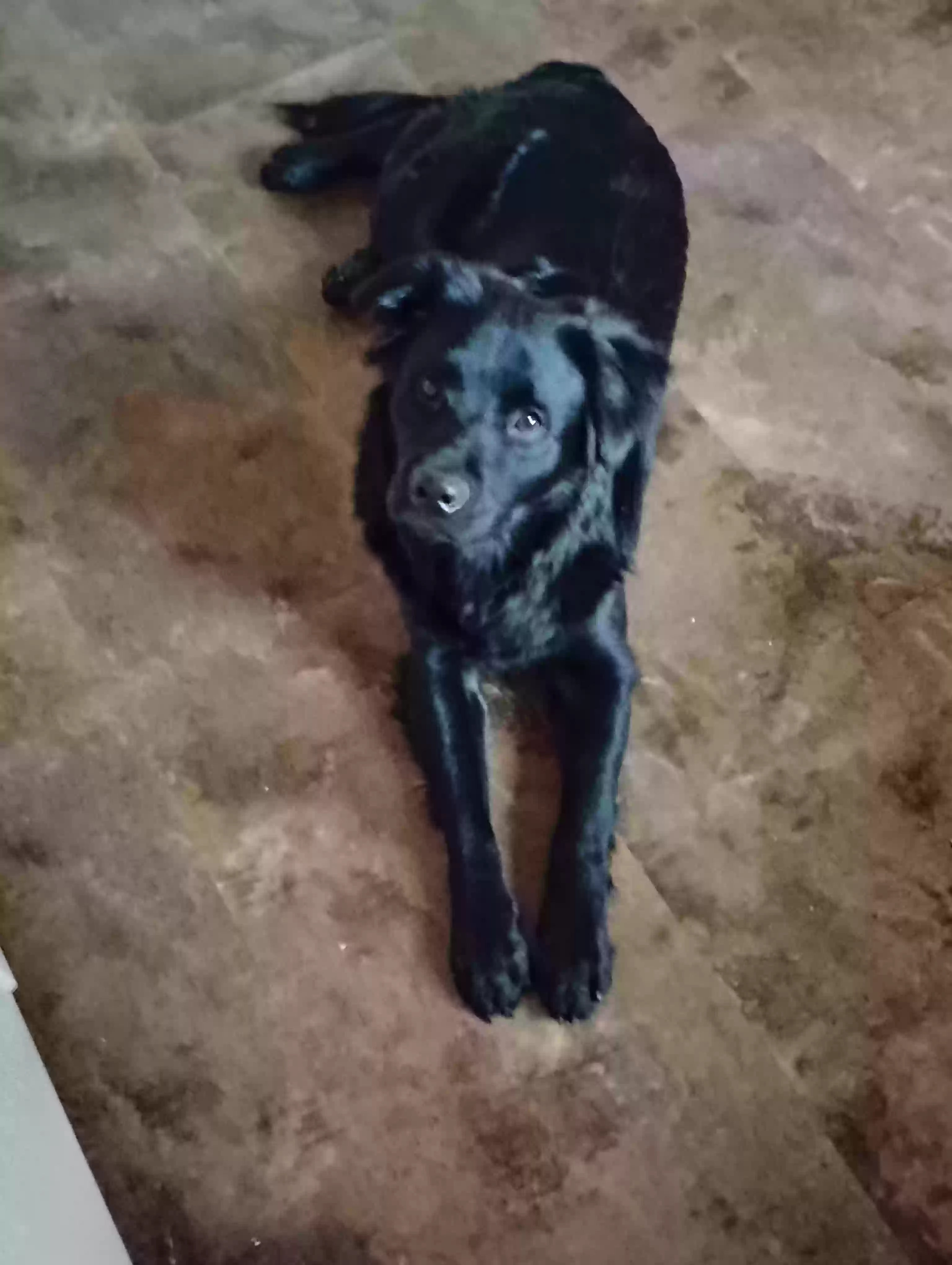 adoptable Dog in Adger,AL named Thor