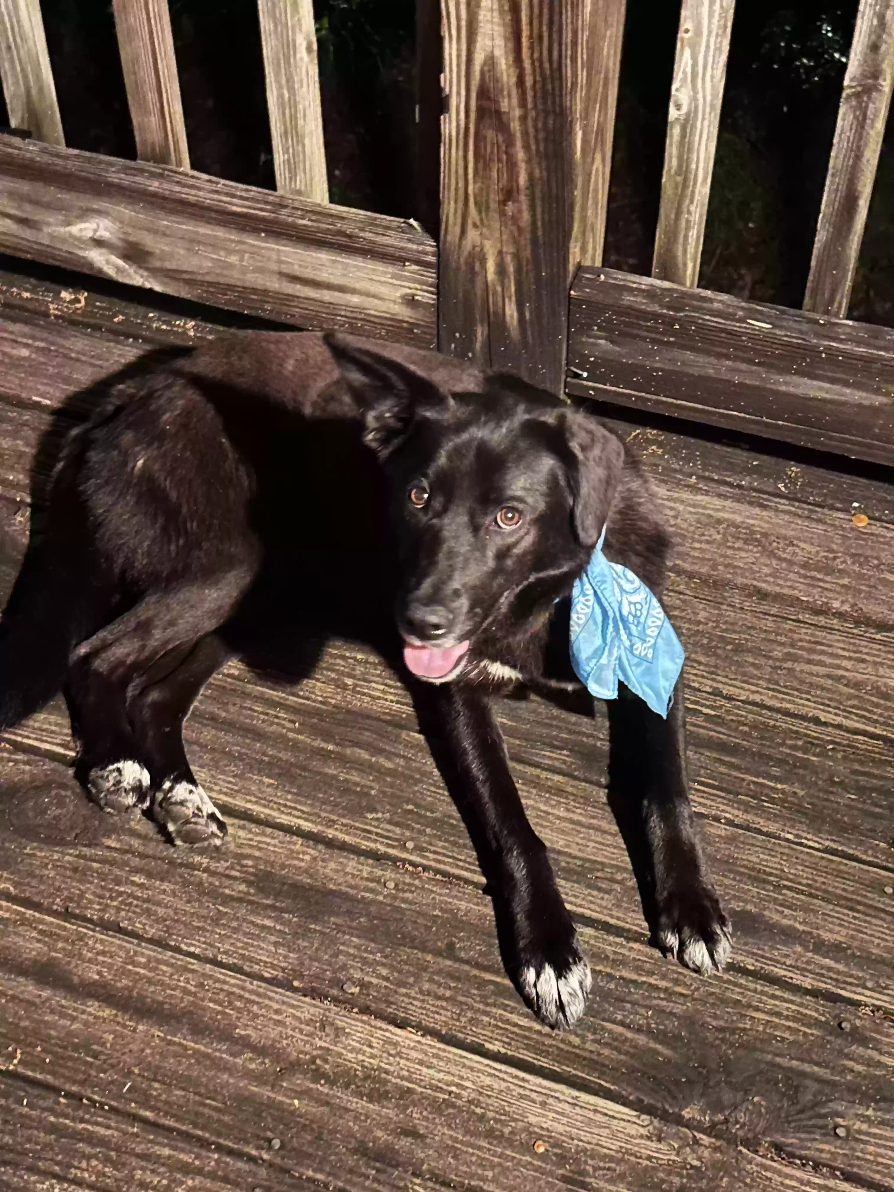 adoptable Dog in Decatur,GA named Bottle Rocket