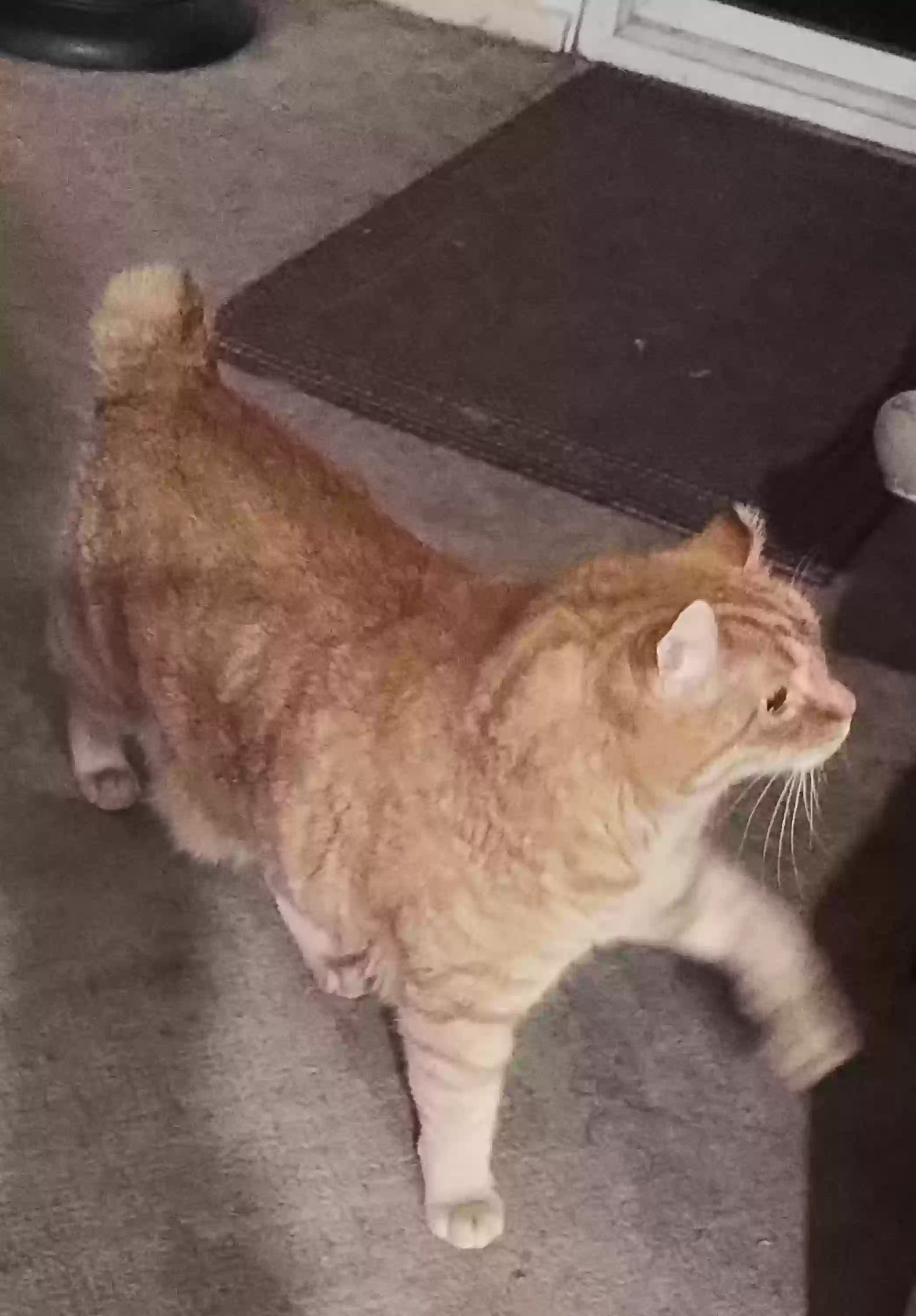 adoptable Cat in Mission Viejo,CA named Twitch