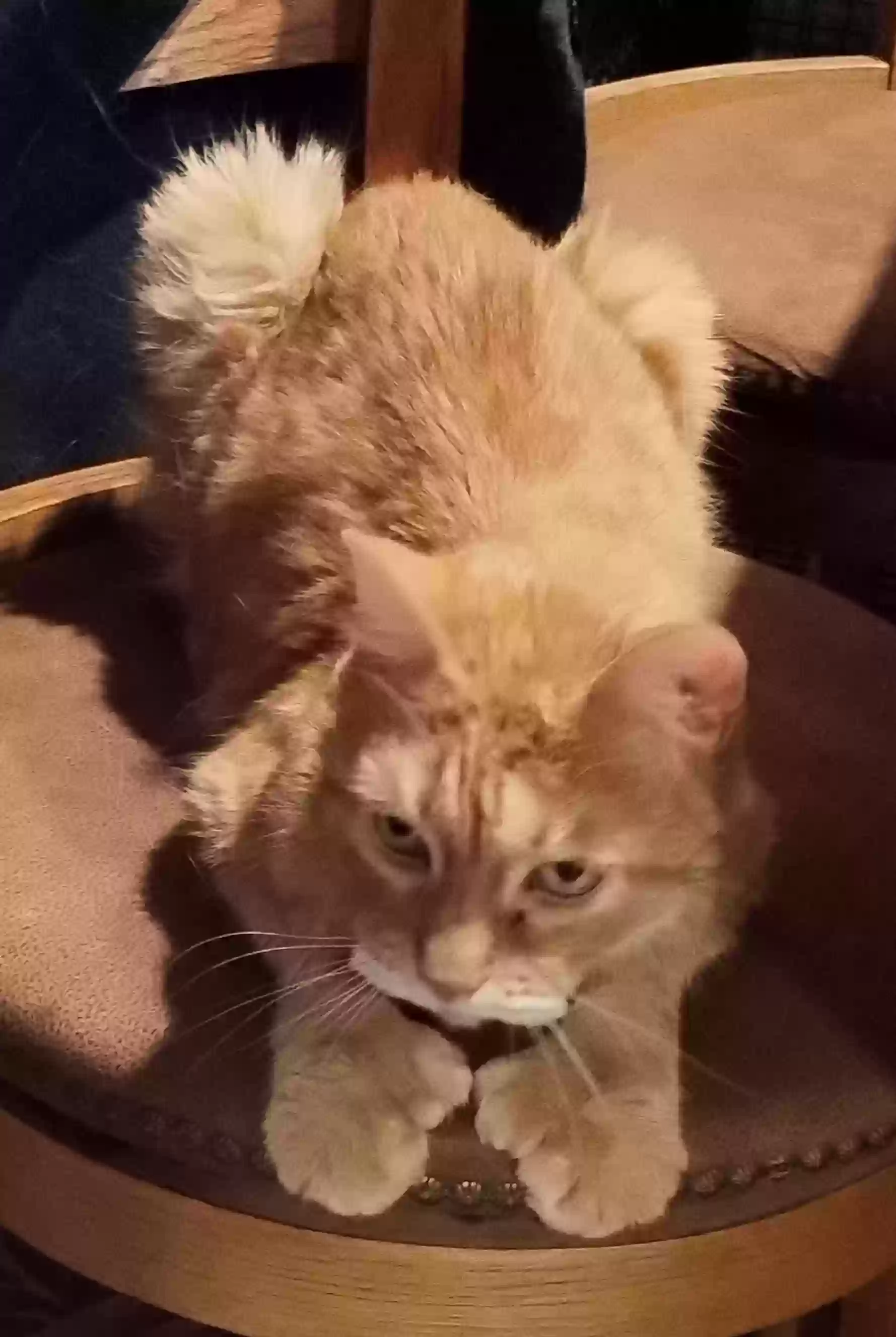 adoptable Cat in Mission Viejo,CA named Lyncoln