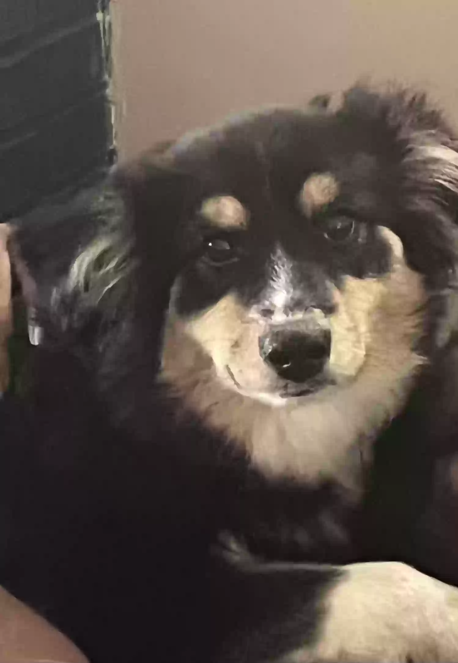 adoptable Dog in Newark,NJ named Leo