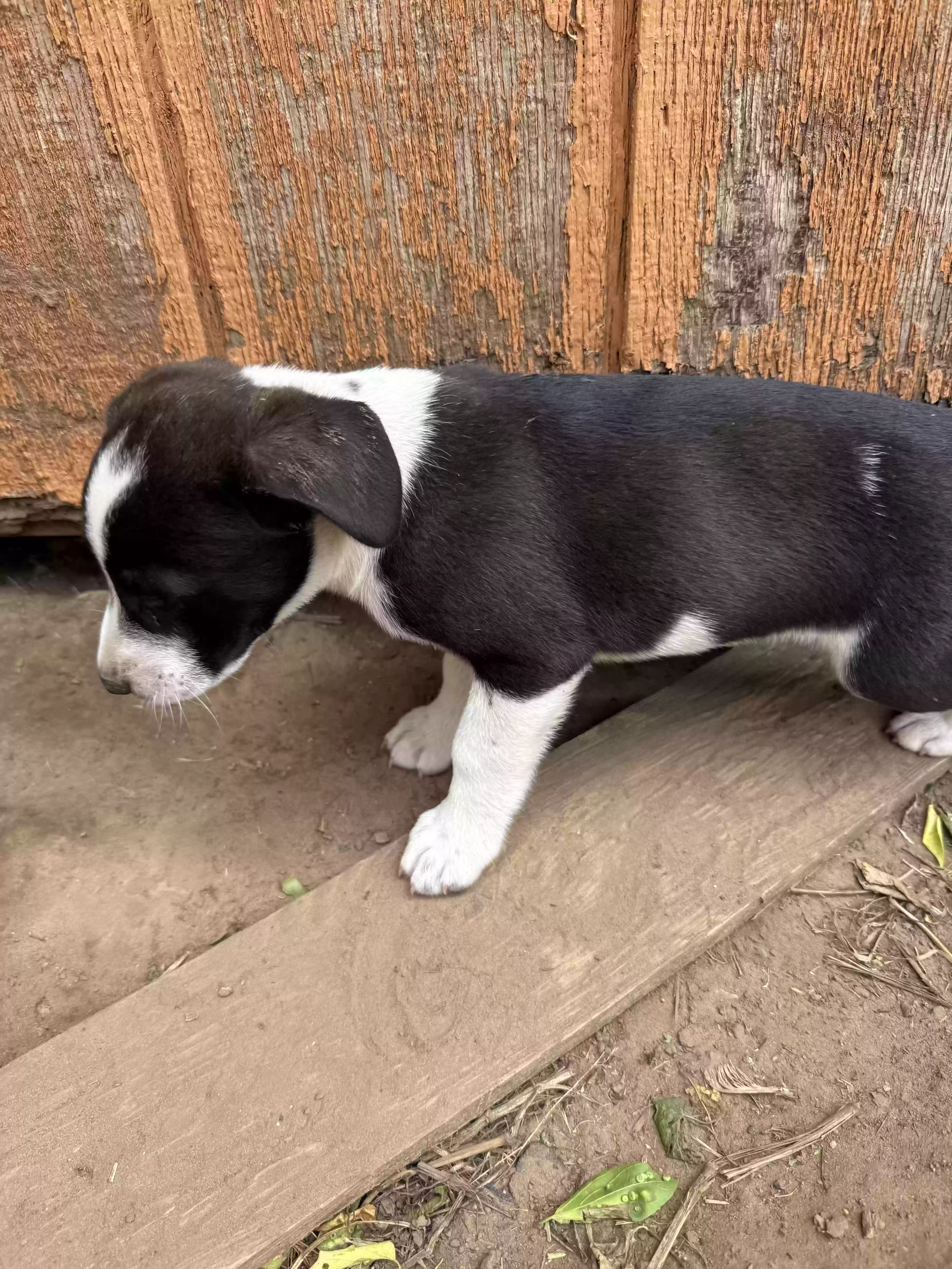 adoptable Dog in Anadarko,OK named Rex