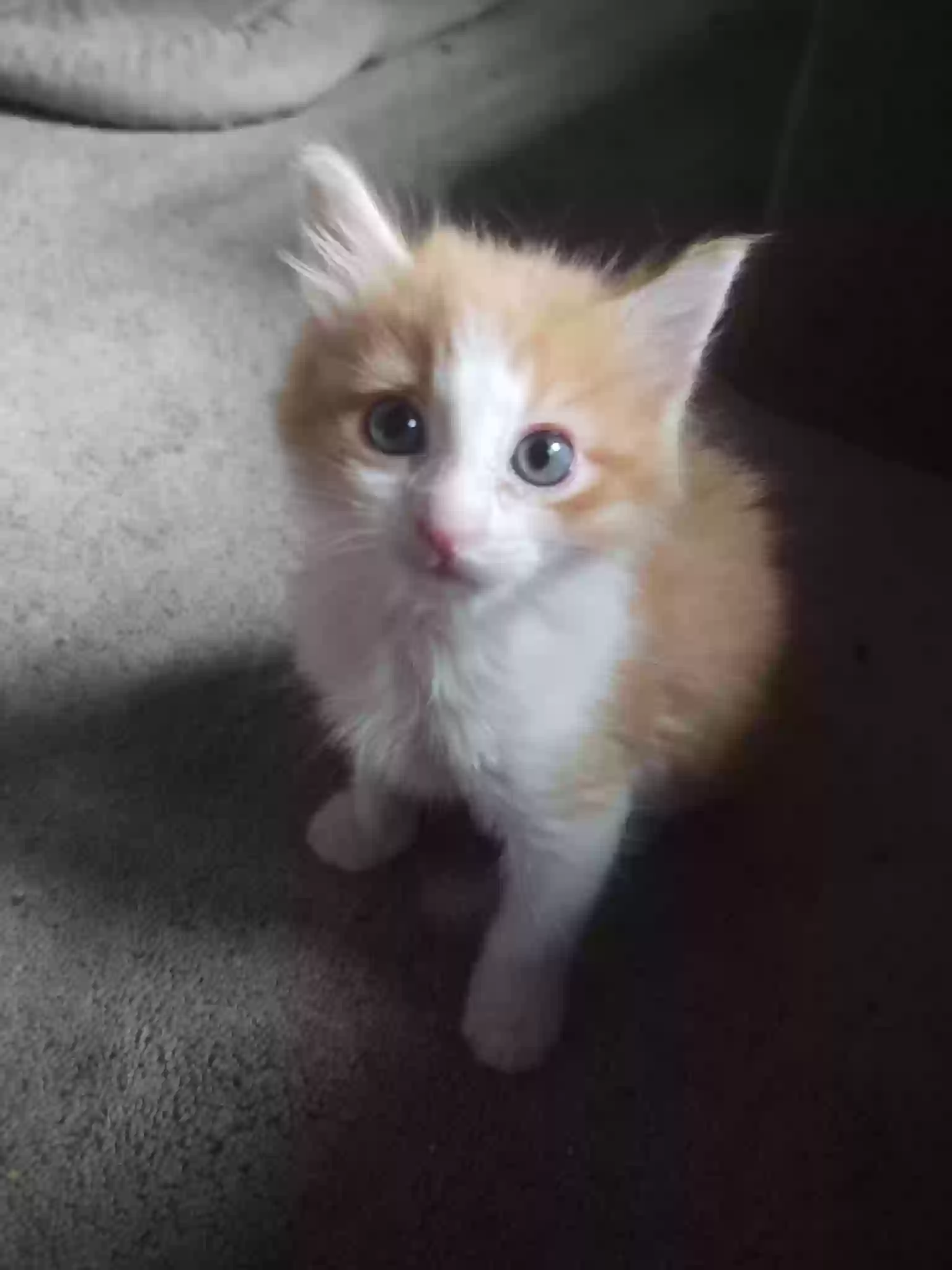 adoptable Cat in Raleigh,NC named Clement