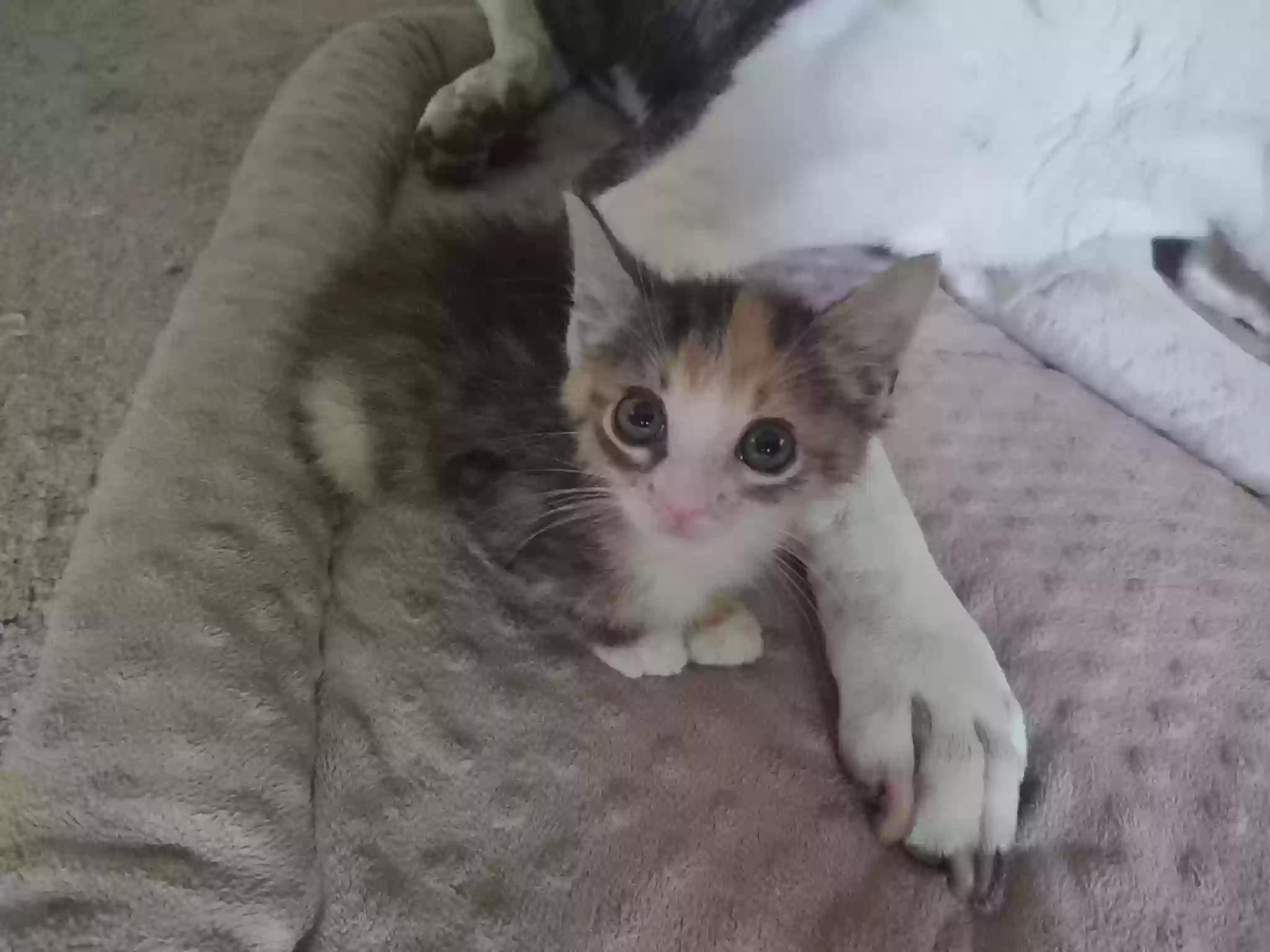 adoptable Cat in Raleigh,NC named Louise