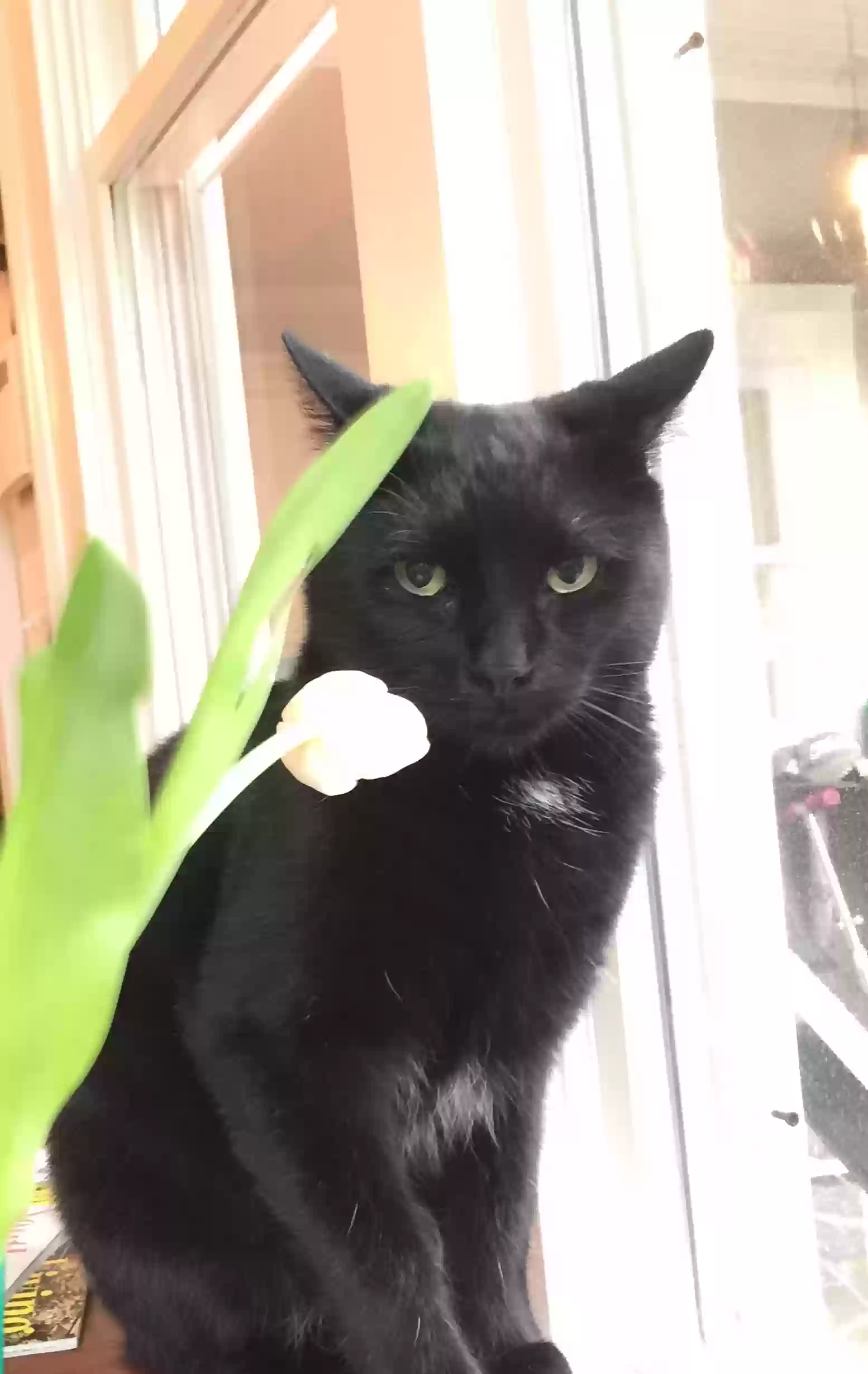 adoptable Cat in Augusta,GA named Kiki