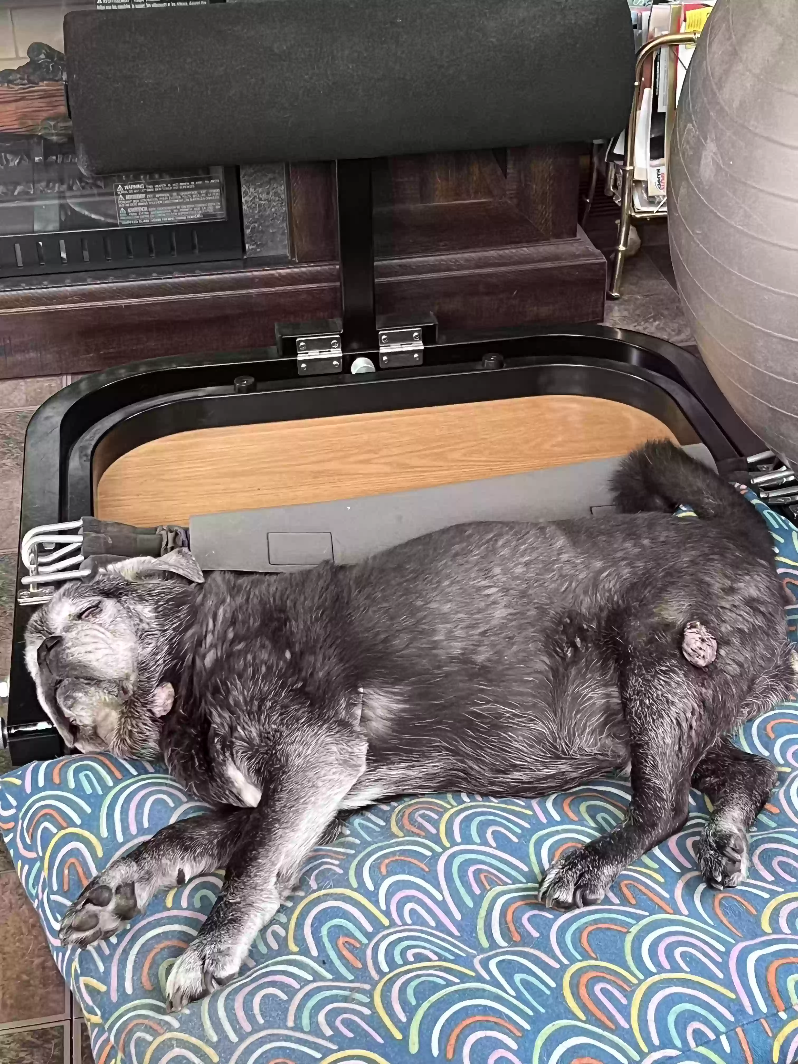 adoptable Dog in Bellwood,IL named Zeus
