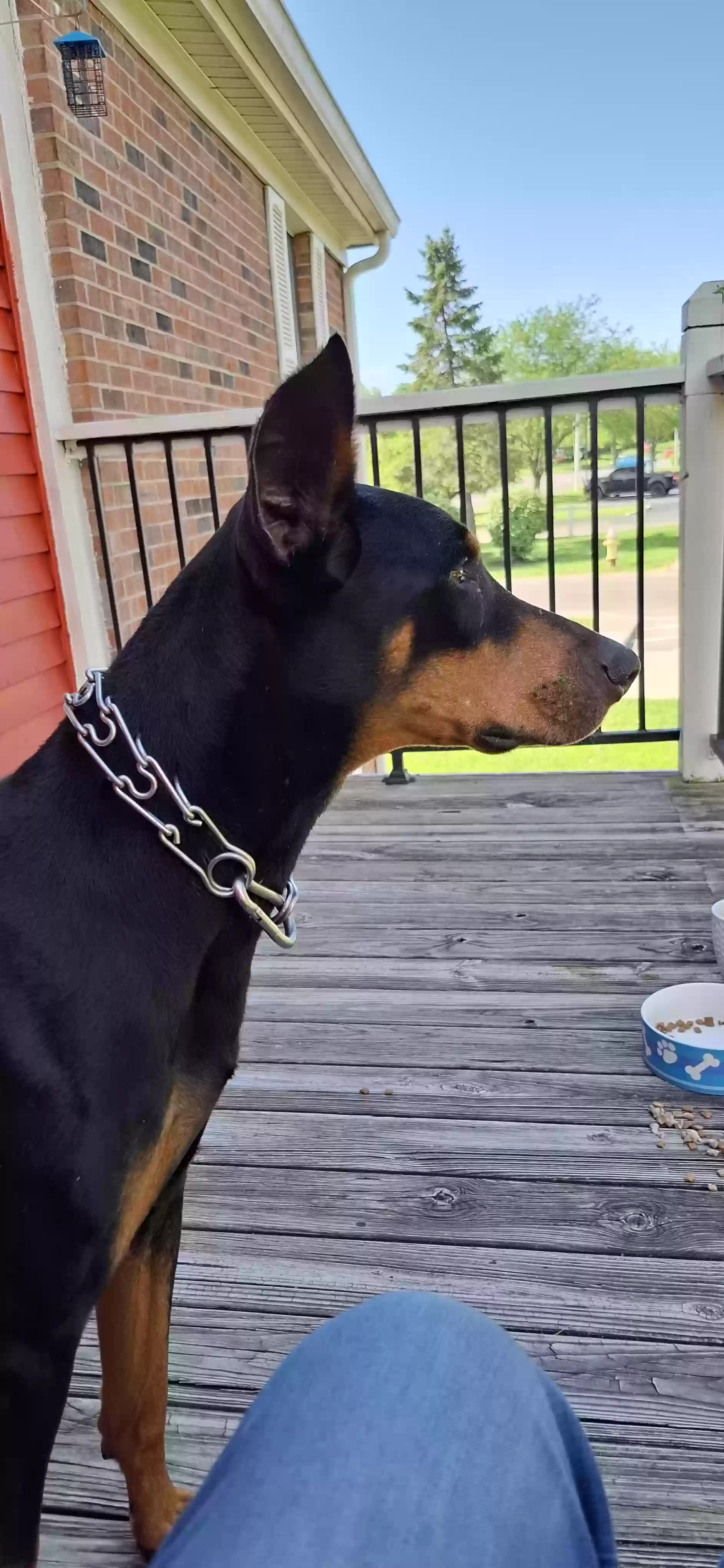 adoptable Dog in Downers Grove,IL named Liberto