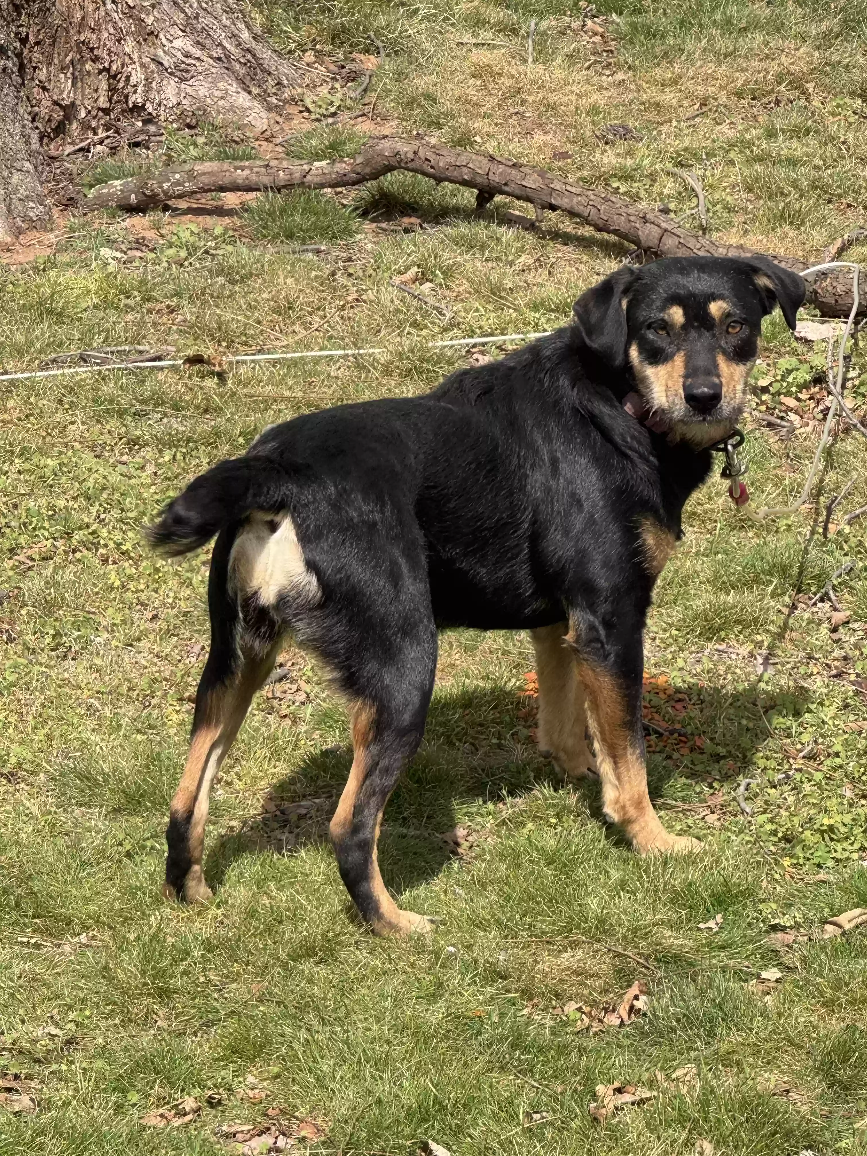 adoptable Dog in Guthrie,OK named Athena