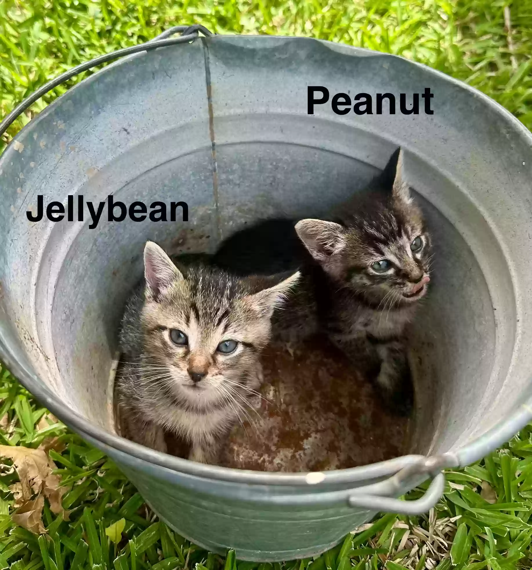 adoptable Cat in Arlington,TX named Jellybean