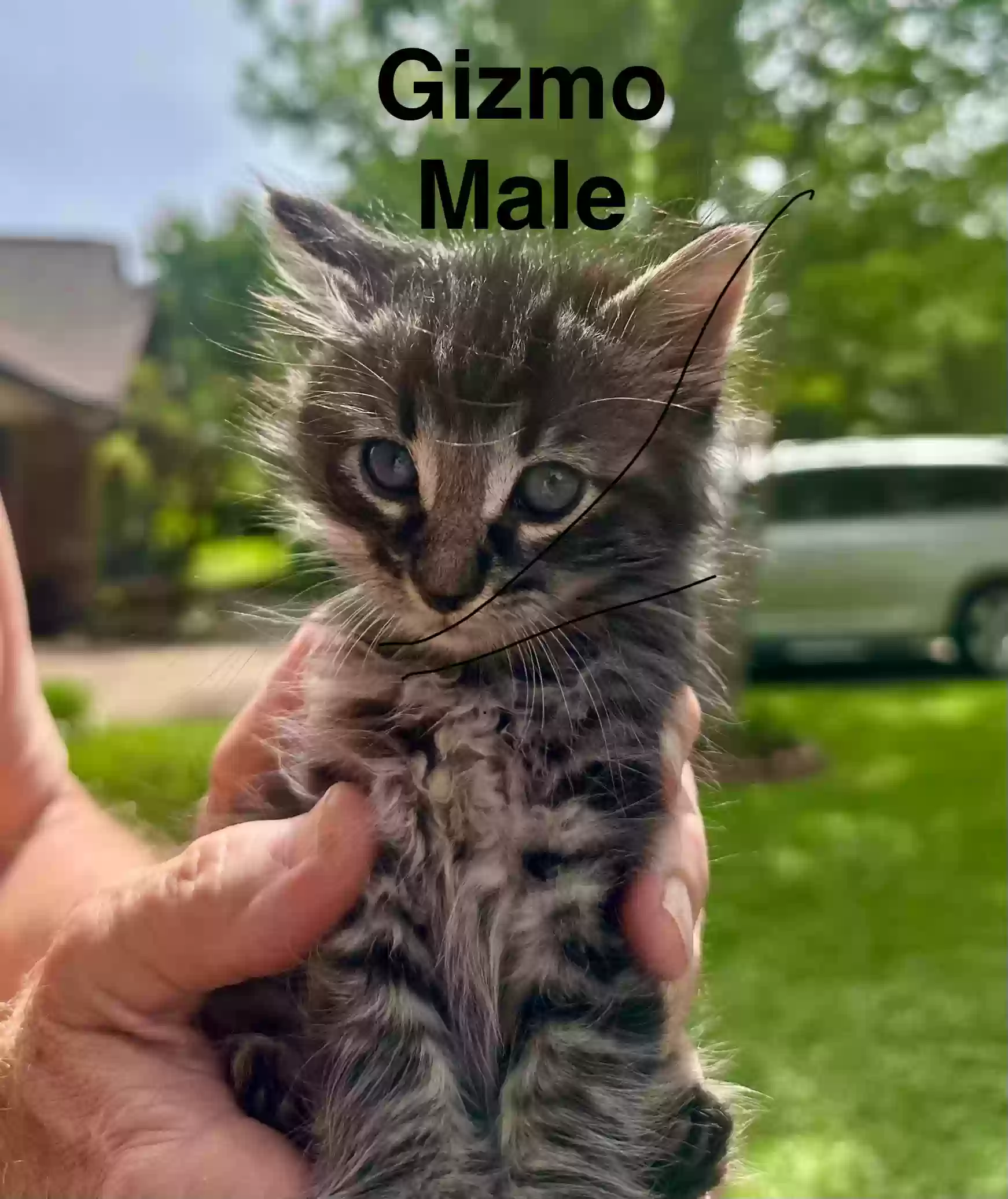 adoptable Cat in Arlington,TX named Gizmo