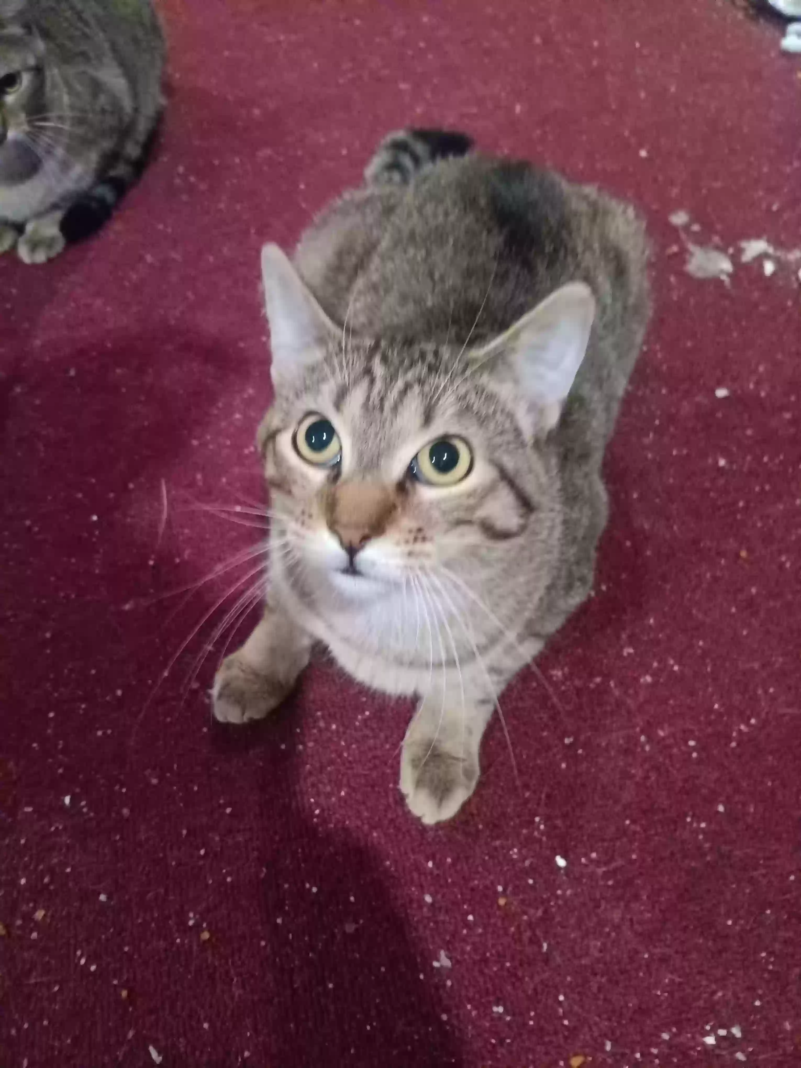 adoptable Cat in Chicago,IL named No current name