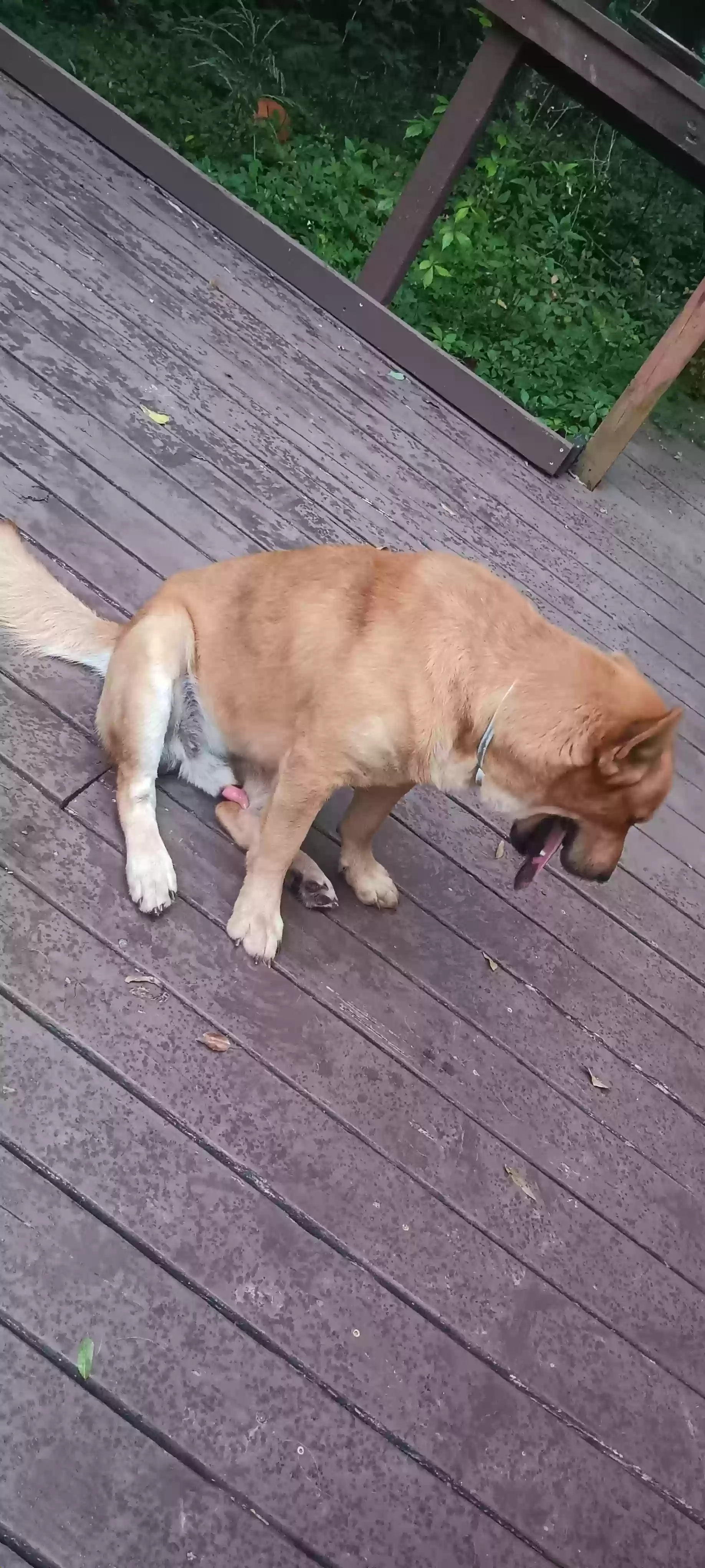 adoptable Dog in Newberry,FL named Mustard