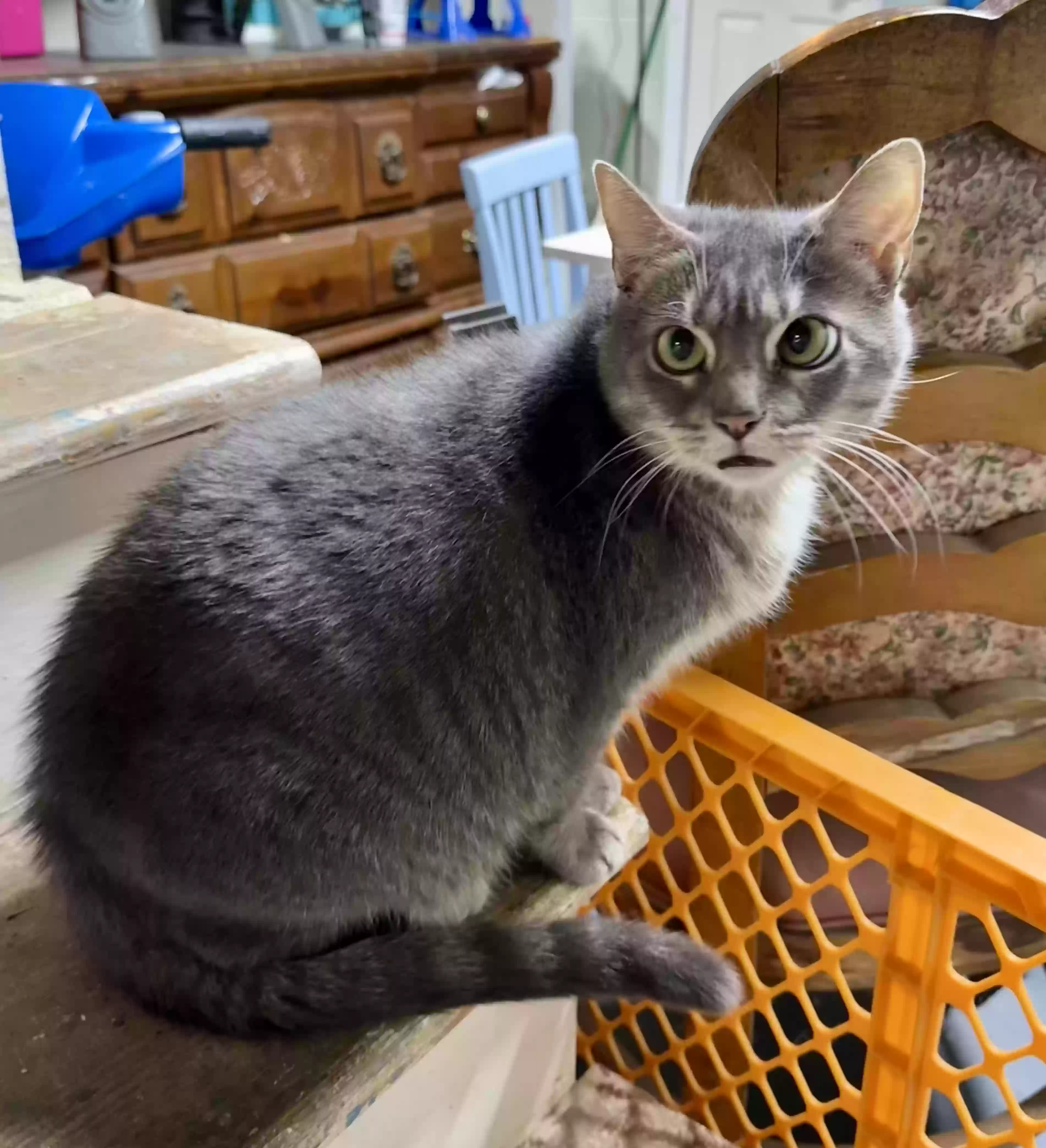 adoptable Cat in Marietta,GA named Polly