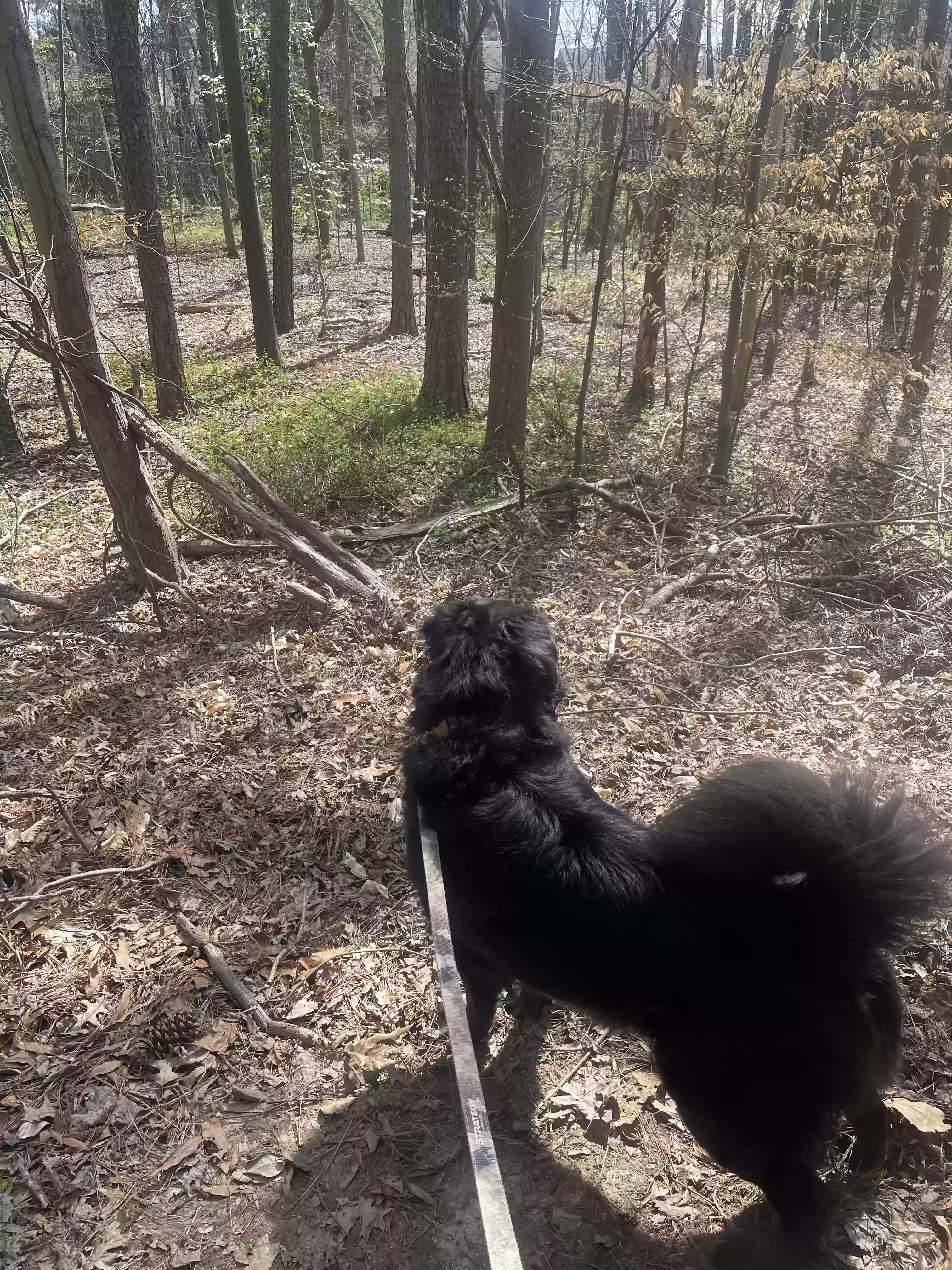 adoptable Dog in Fayetteville,NC named Lobo