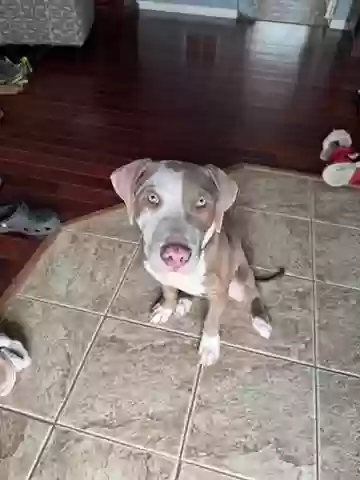 adoptable Dog in Montgomery,IL named Rumi