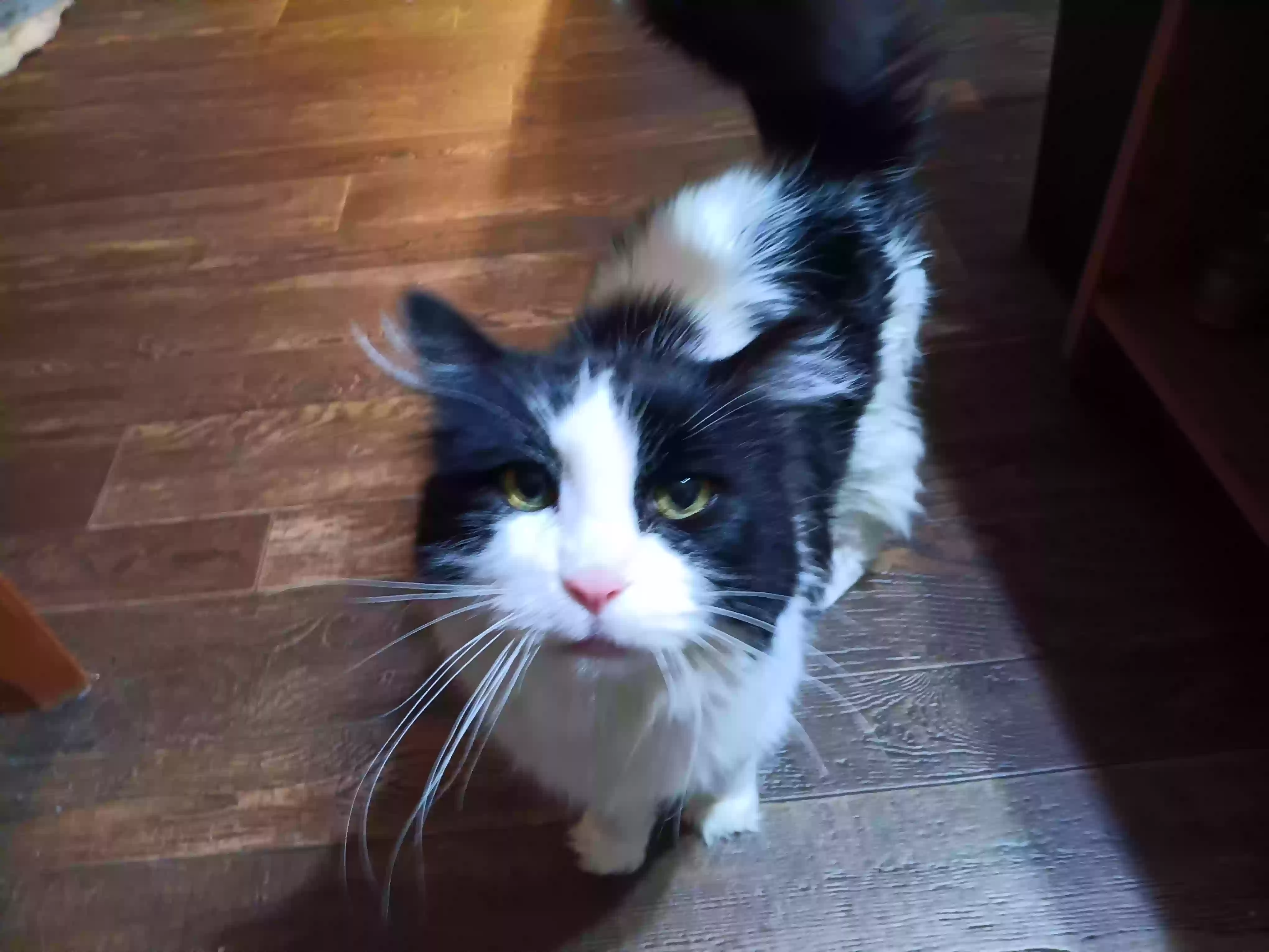 adoptable Cat in Stevens Point,WI named Oreo