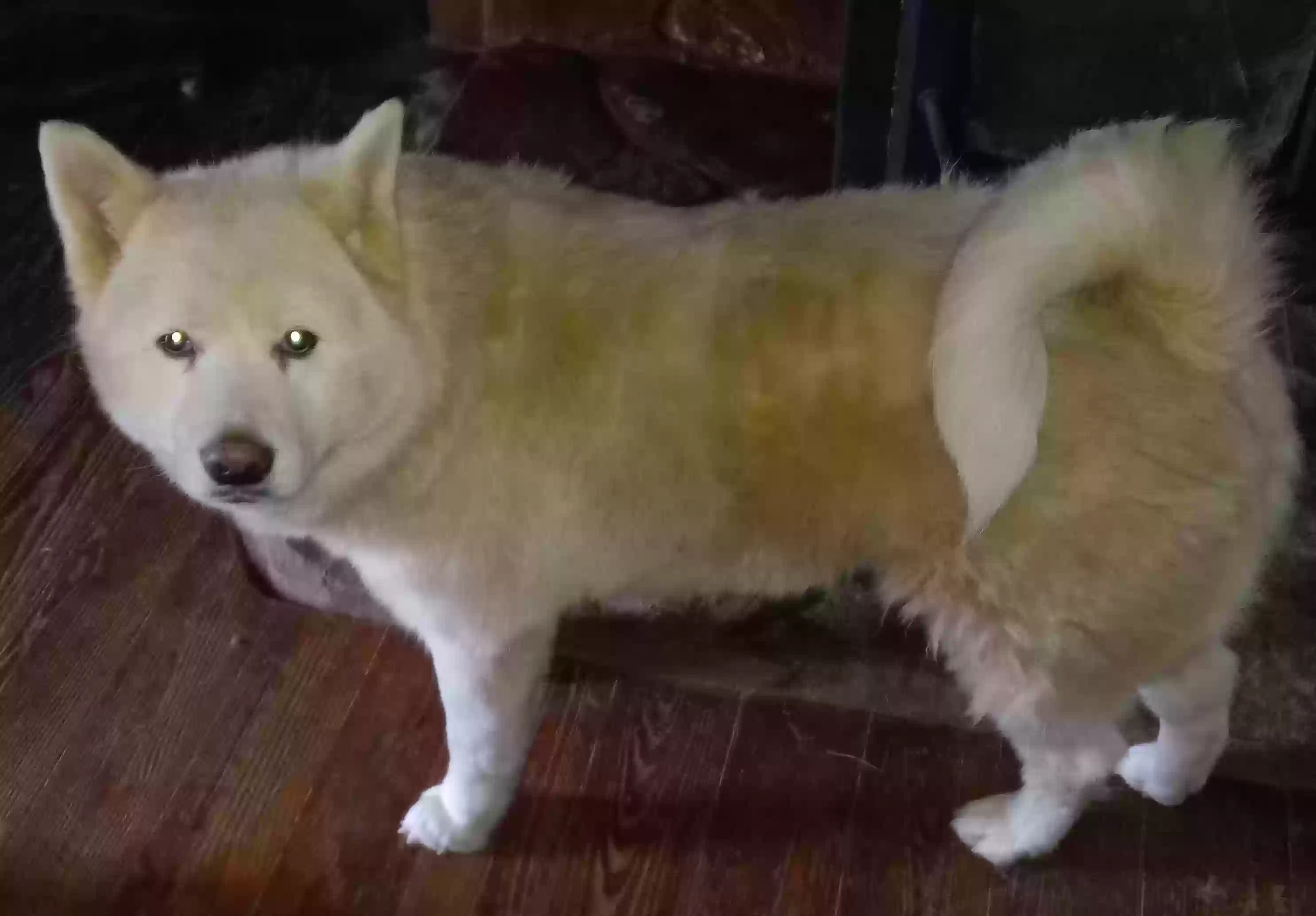 adoptable Dog in Mineral Bluff,GA named Icey