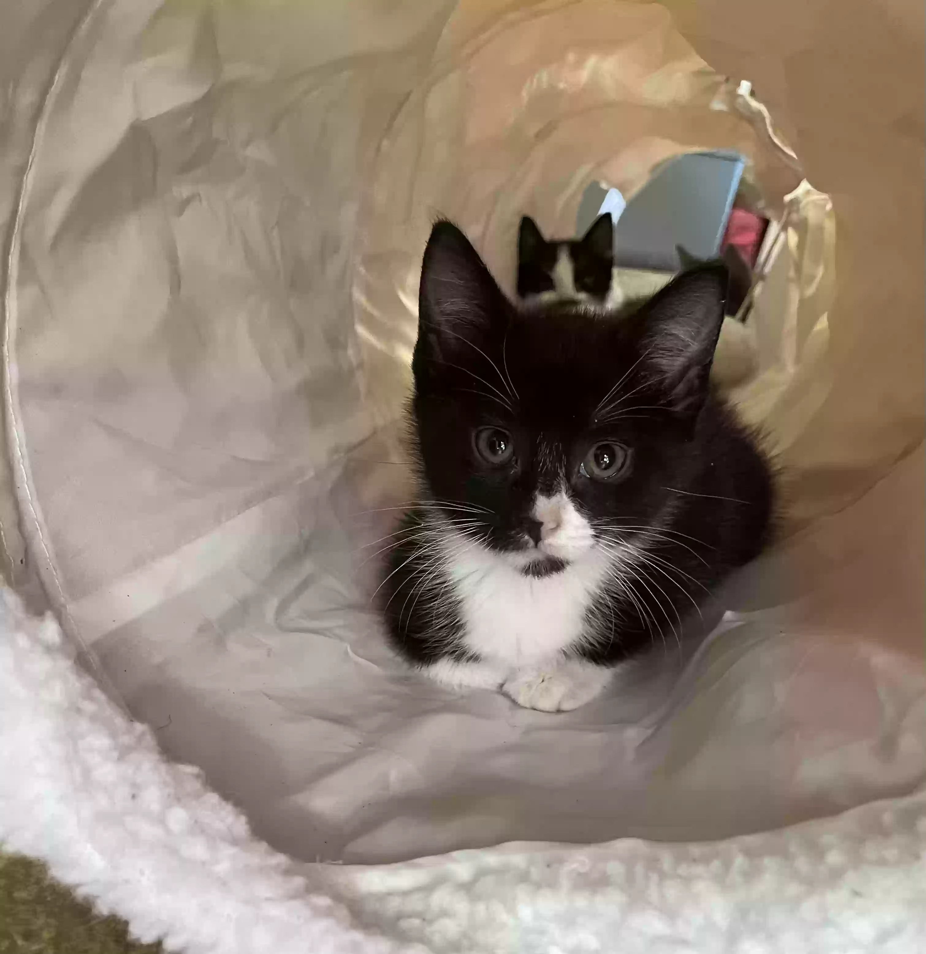 adoptable Cat in Hudson,NC named Male, Charlie