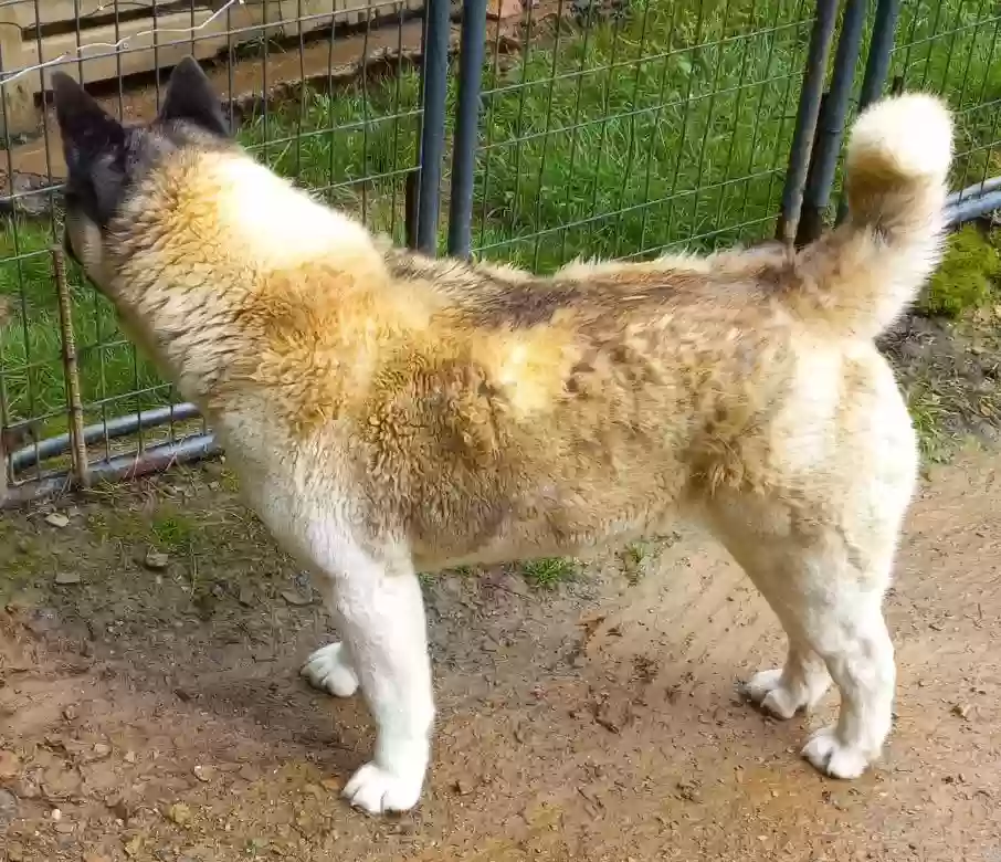 adoptable Dog in Mineral Bluff,GA named Raspberry