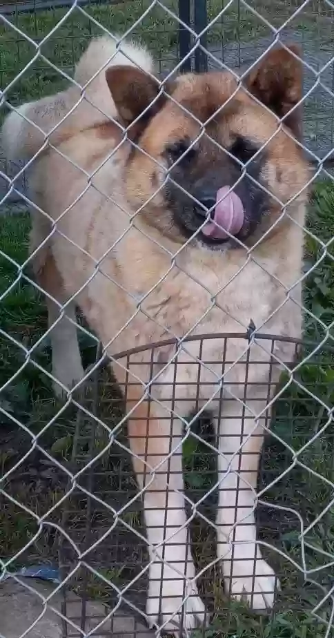 adoptable Dog in Mineral Bluff,GA named Boo Baby