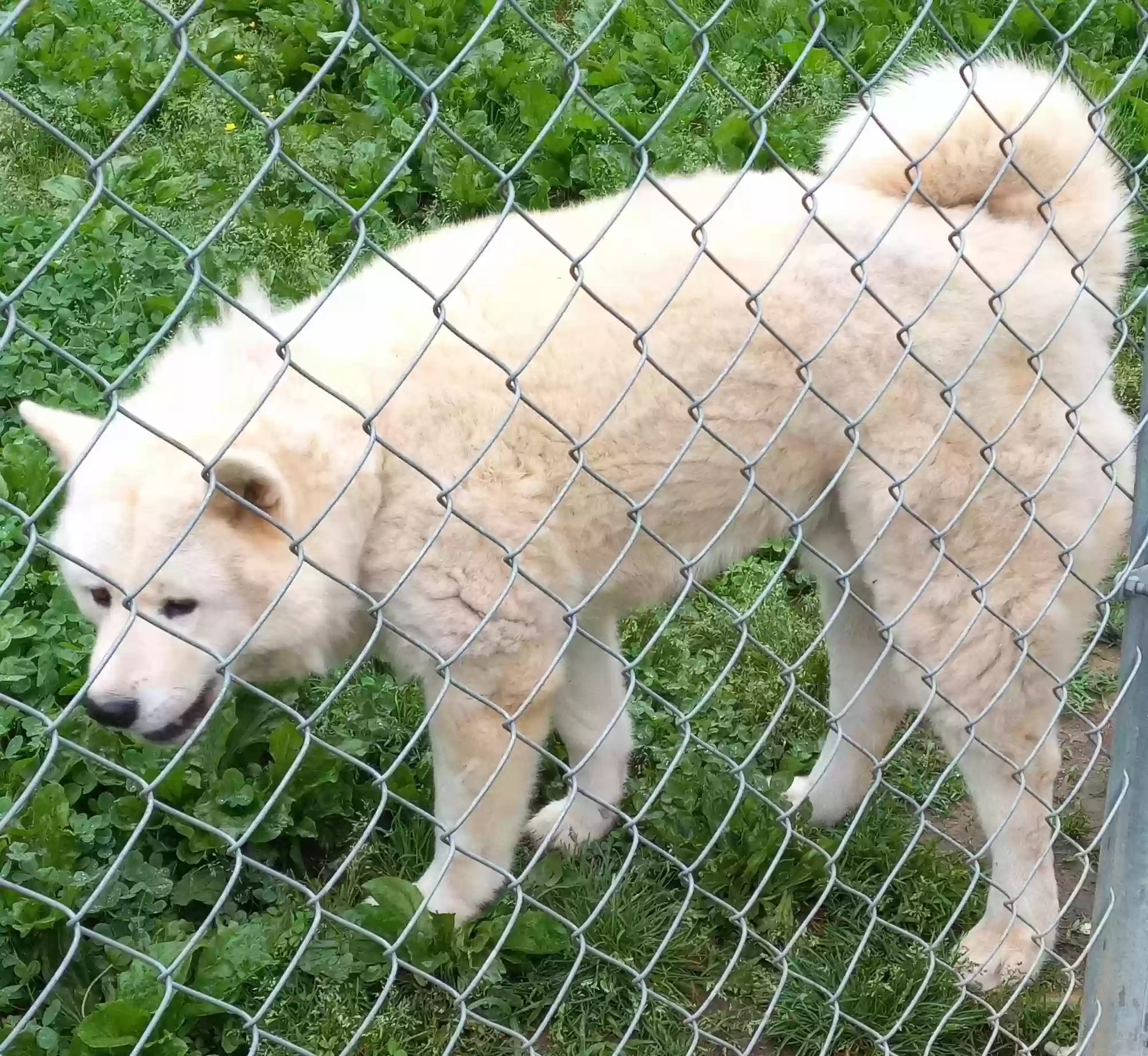 adoptable Dog in Mineral Bluff,GA named Two Tone