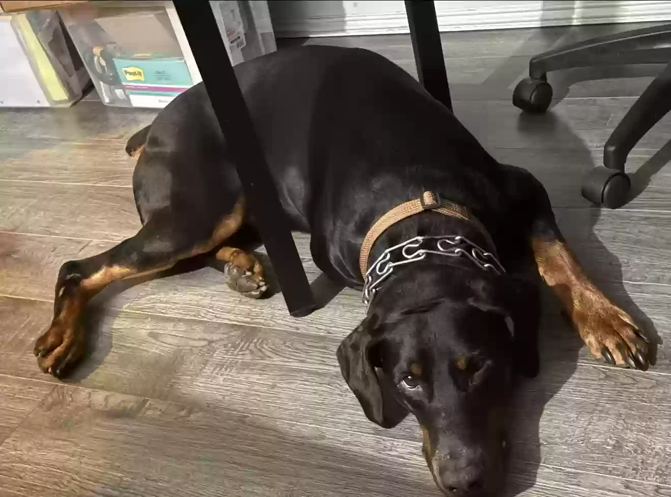 adoptable Dog in Richmond Hill,NY named