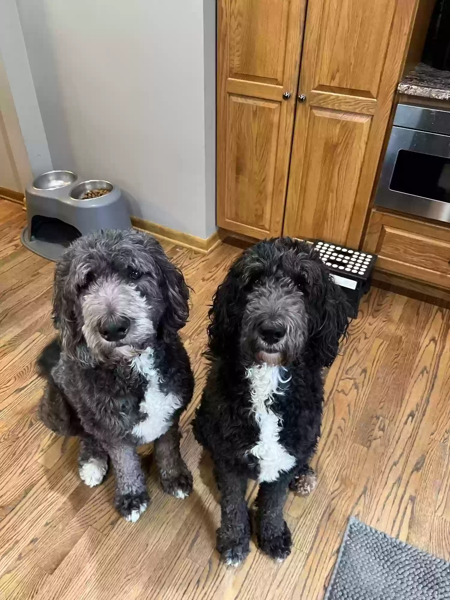 adoptable Dog in Saint Charles,IL named Kobe and Yogi