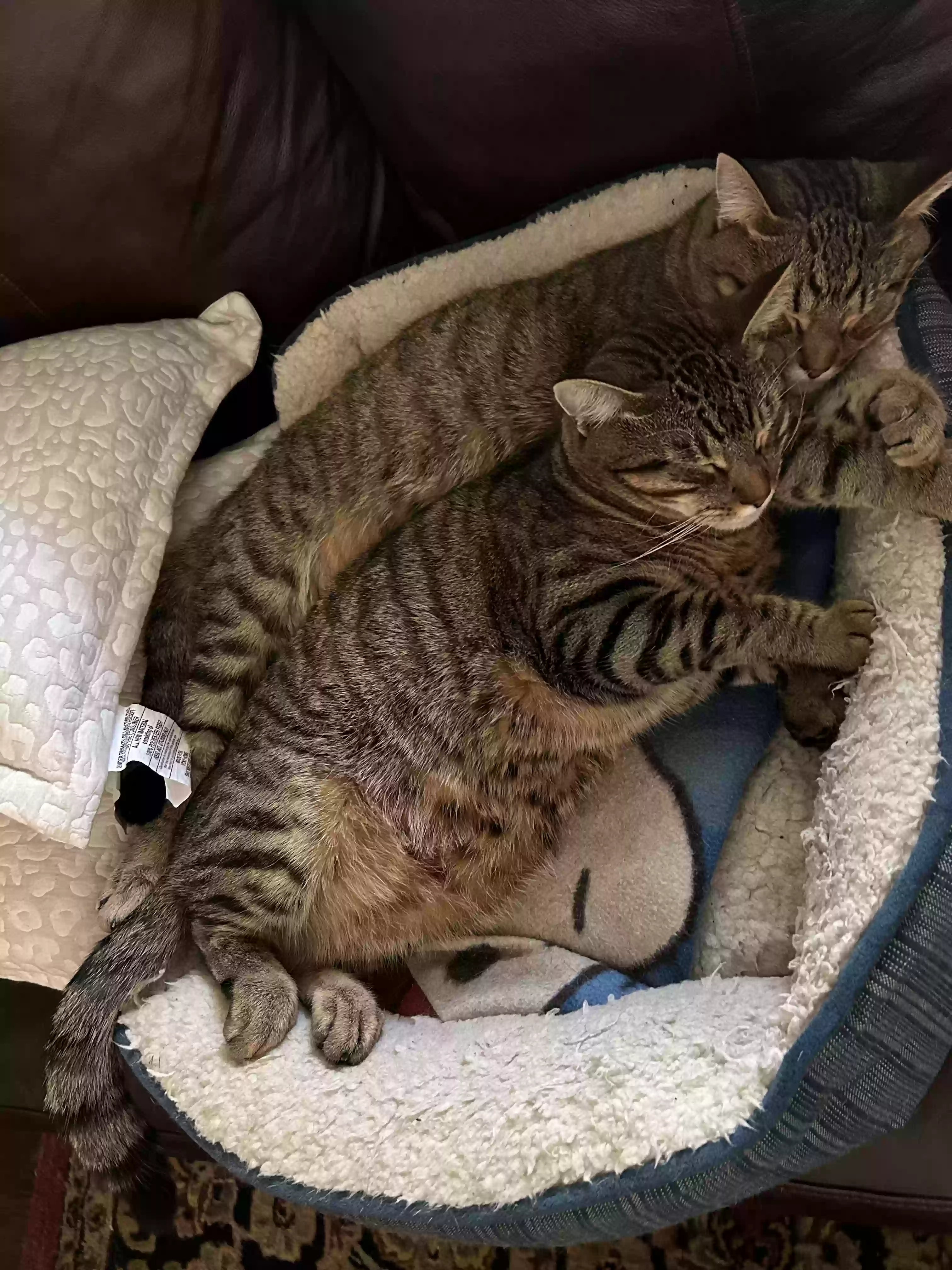 adoptable Cat in Lawrenceville,GA named Action and mufasa
