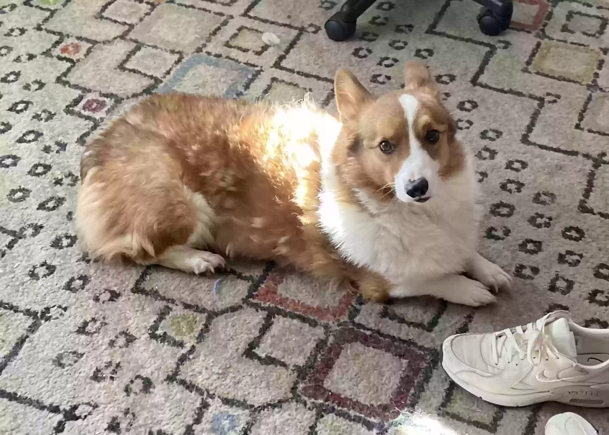 adoptable Dog in Denver,CO named Cowboy
