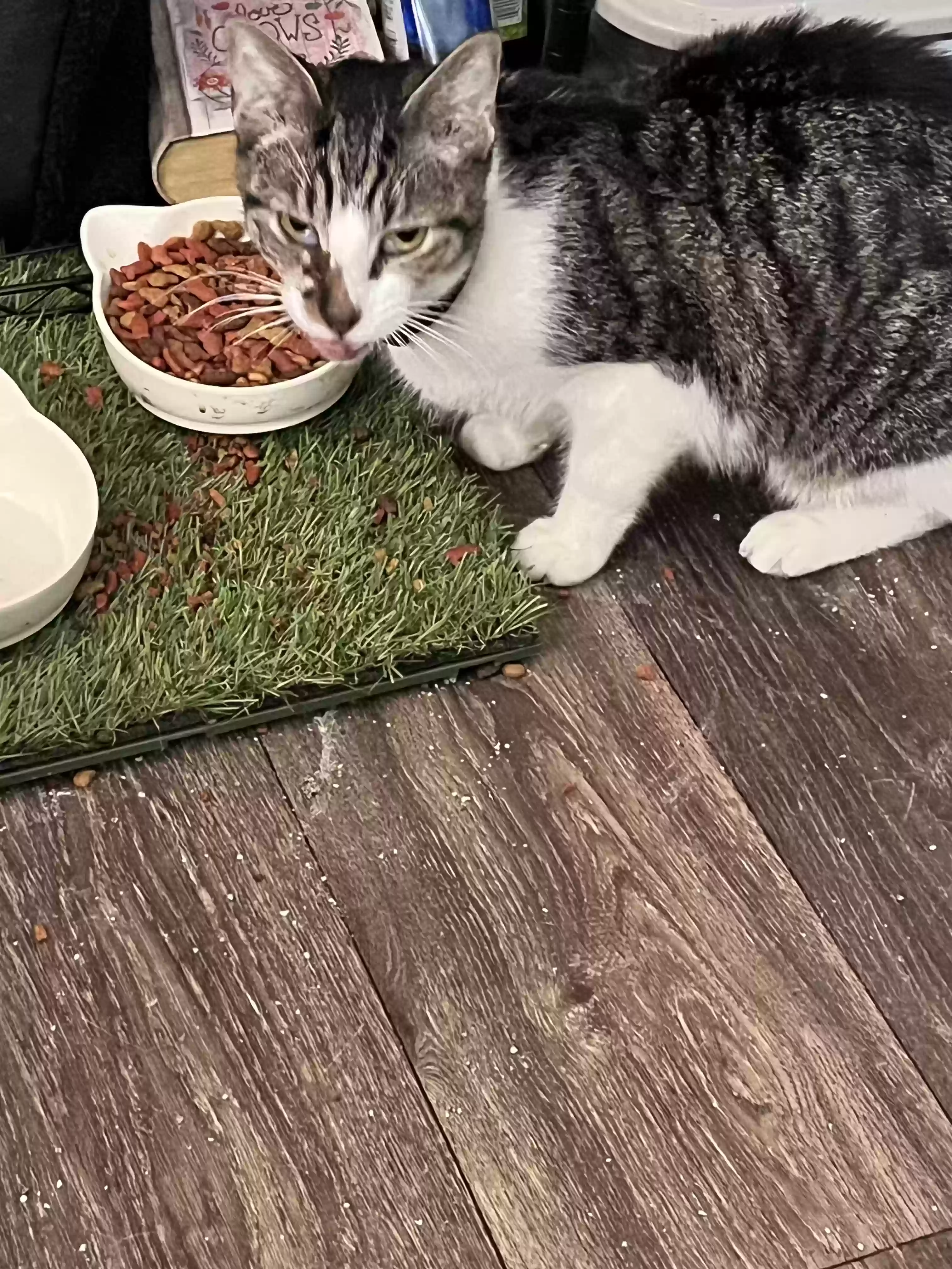 adoptable Cat in Atlanta,GA named Remy