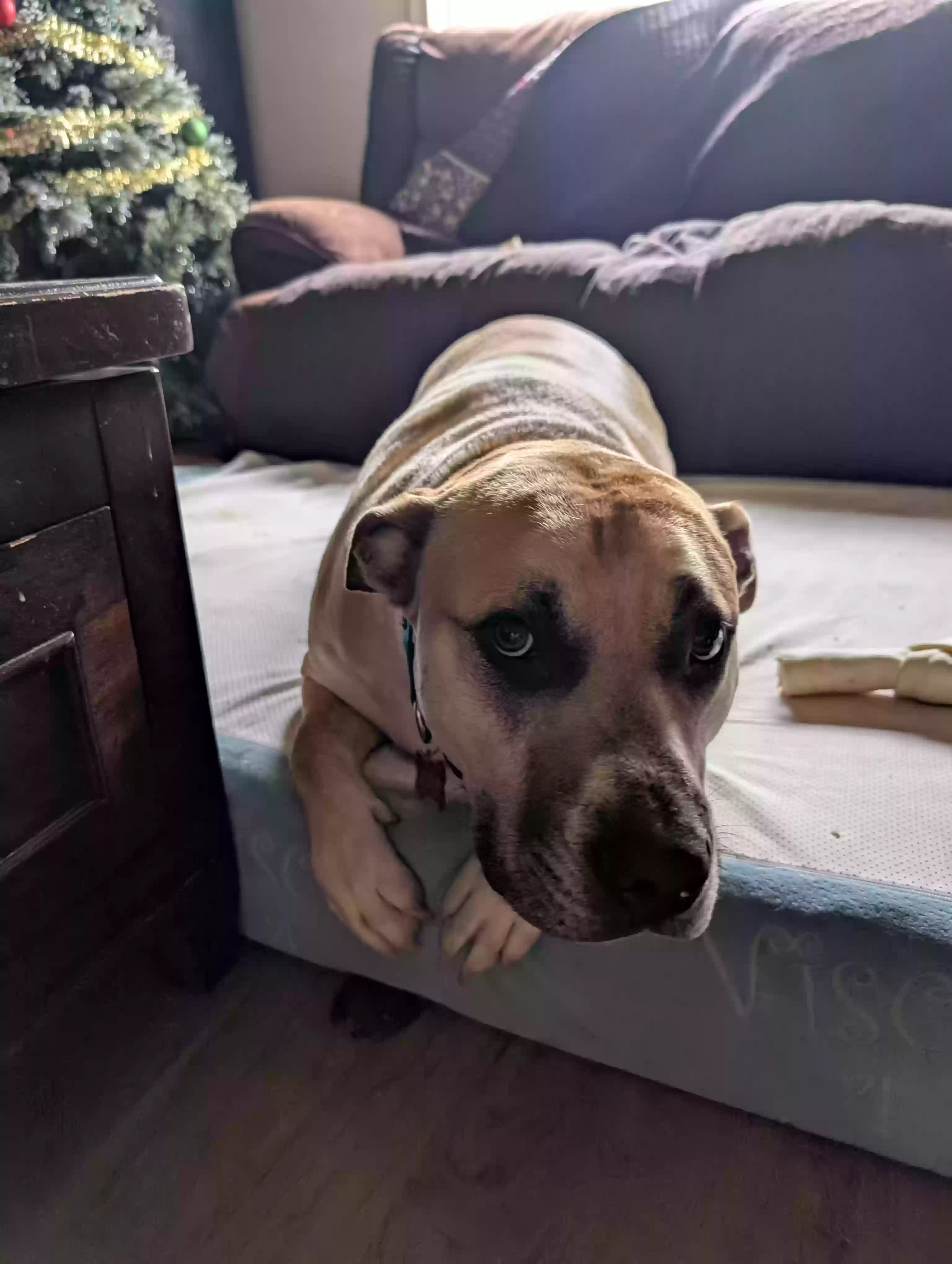 adoptable Dog in Seattle,WA named Junior