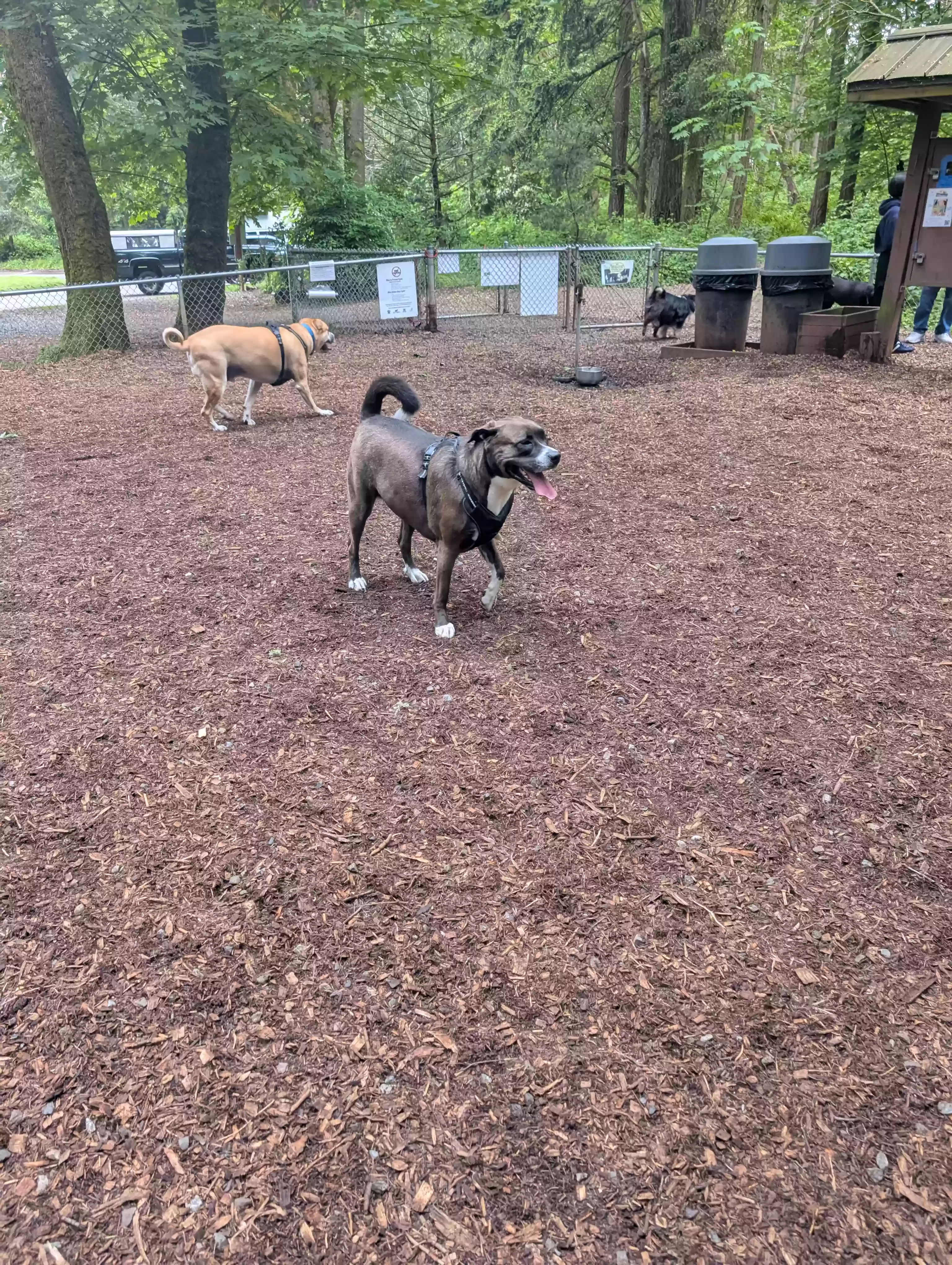 adoptable Dog in Seattle,WA named Hope