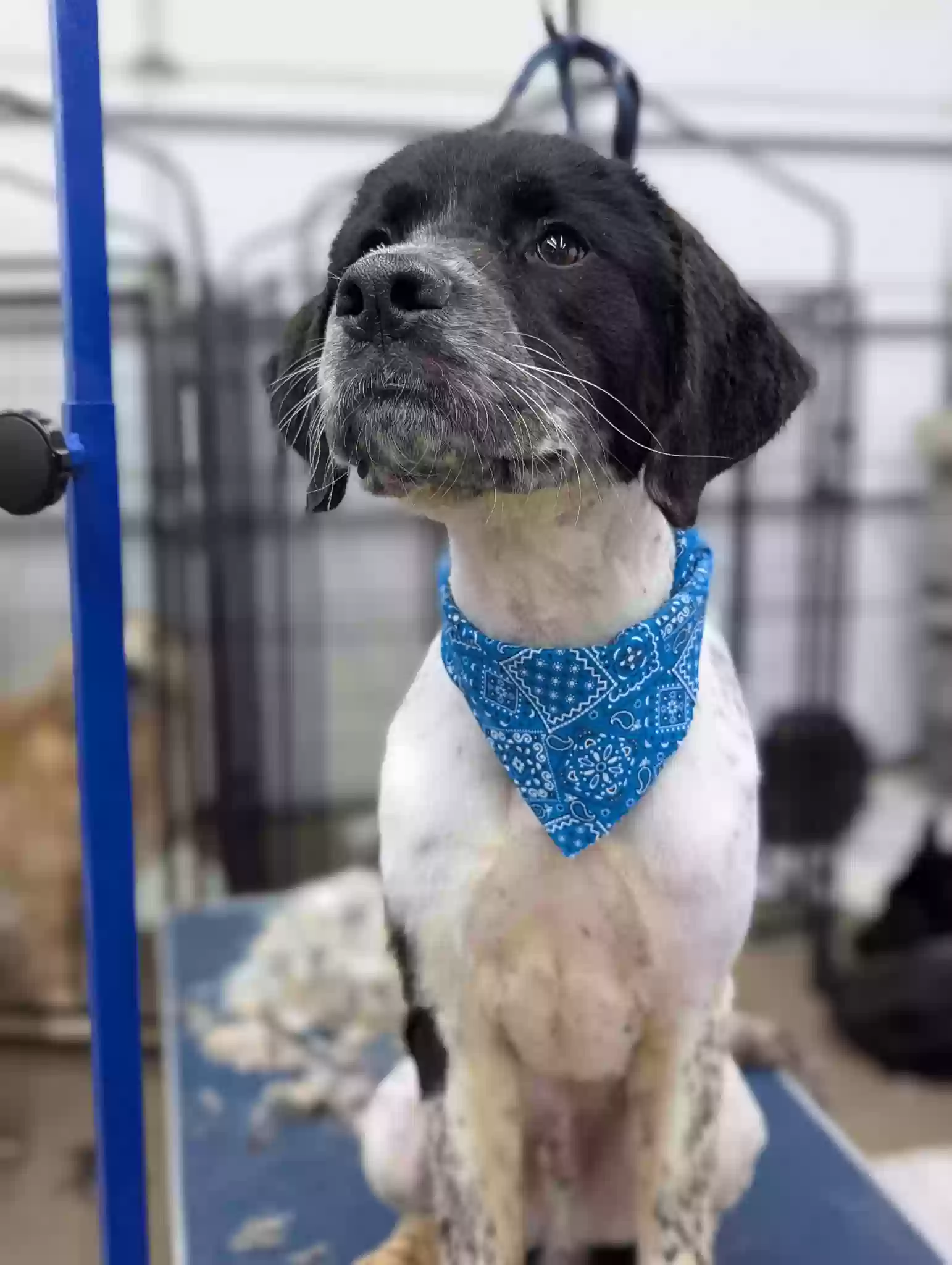 adoptable Dog in Indianapolis,IN named Marshall