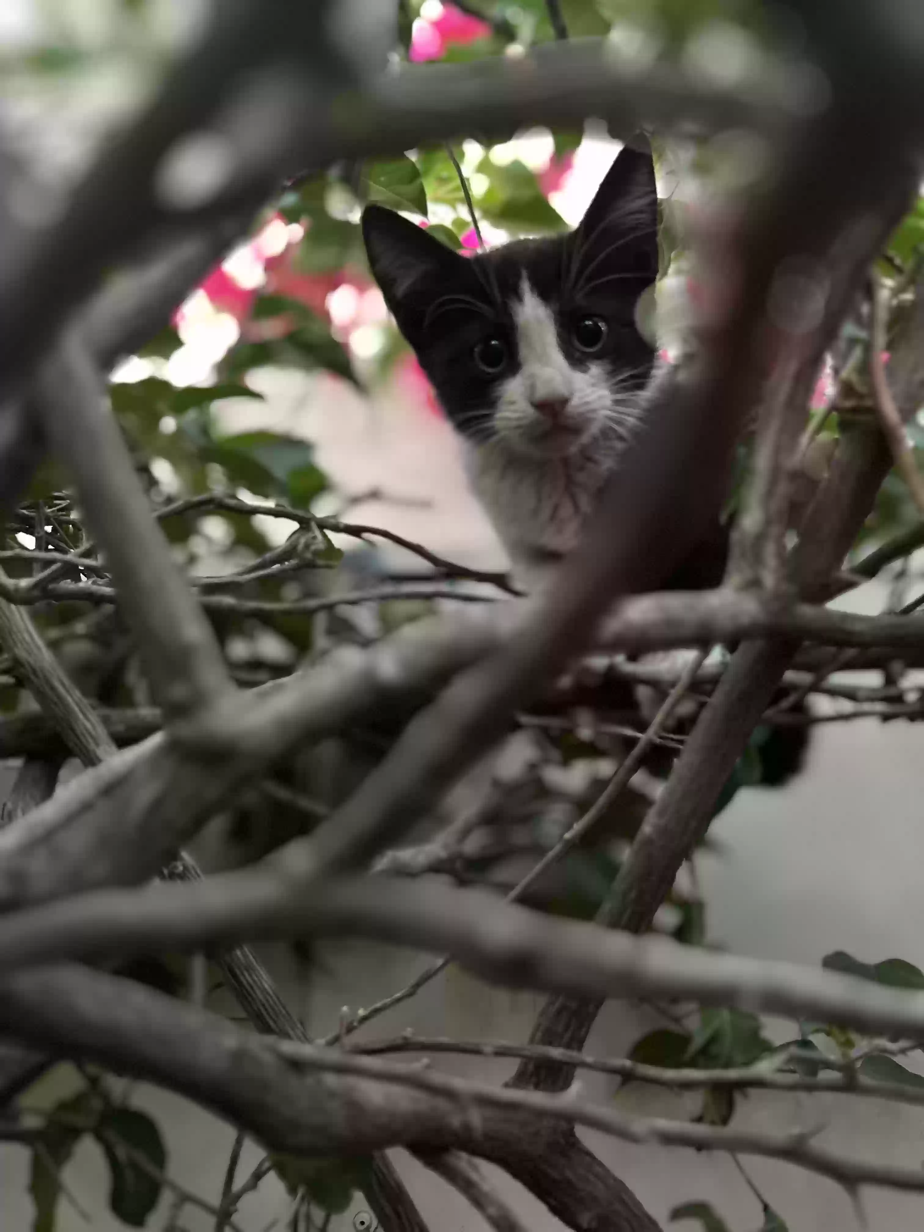 adoptable Cat in Avondale,AZ named