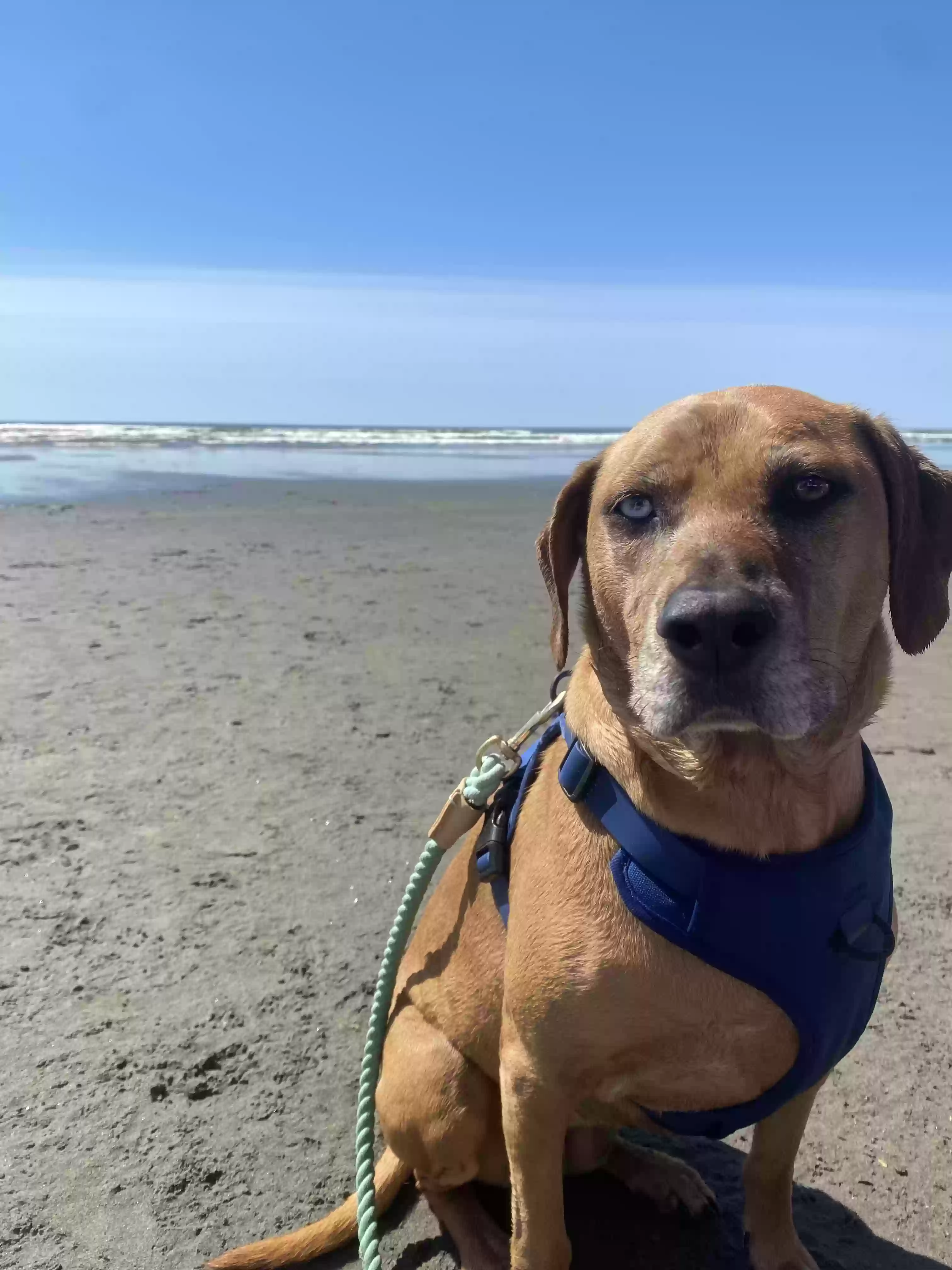 adoptable Dog in Federal Way,WA named Delilah