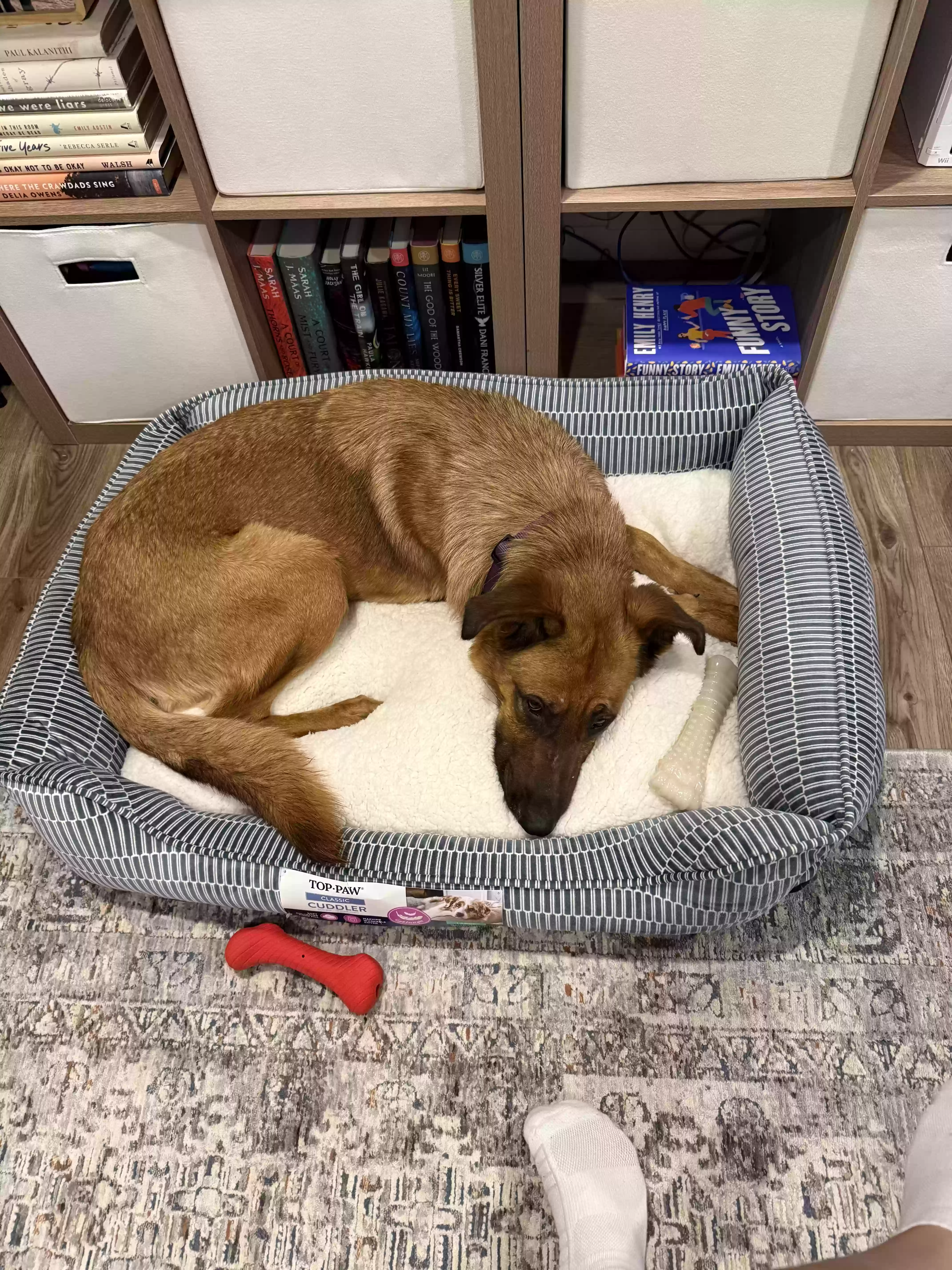 adoptable Dog in Flower Mound,TX named Nova