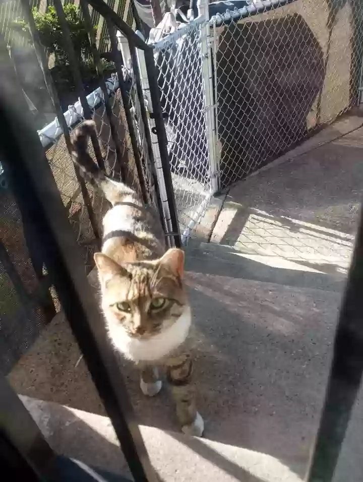adoptable Cat in Darby,PA named Greedy n other Girl