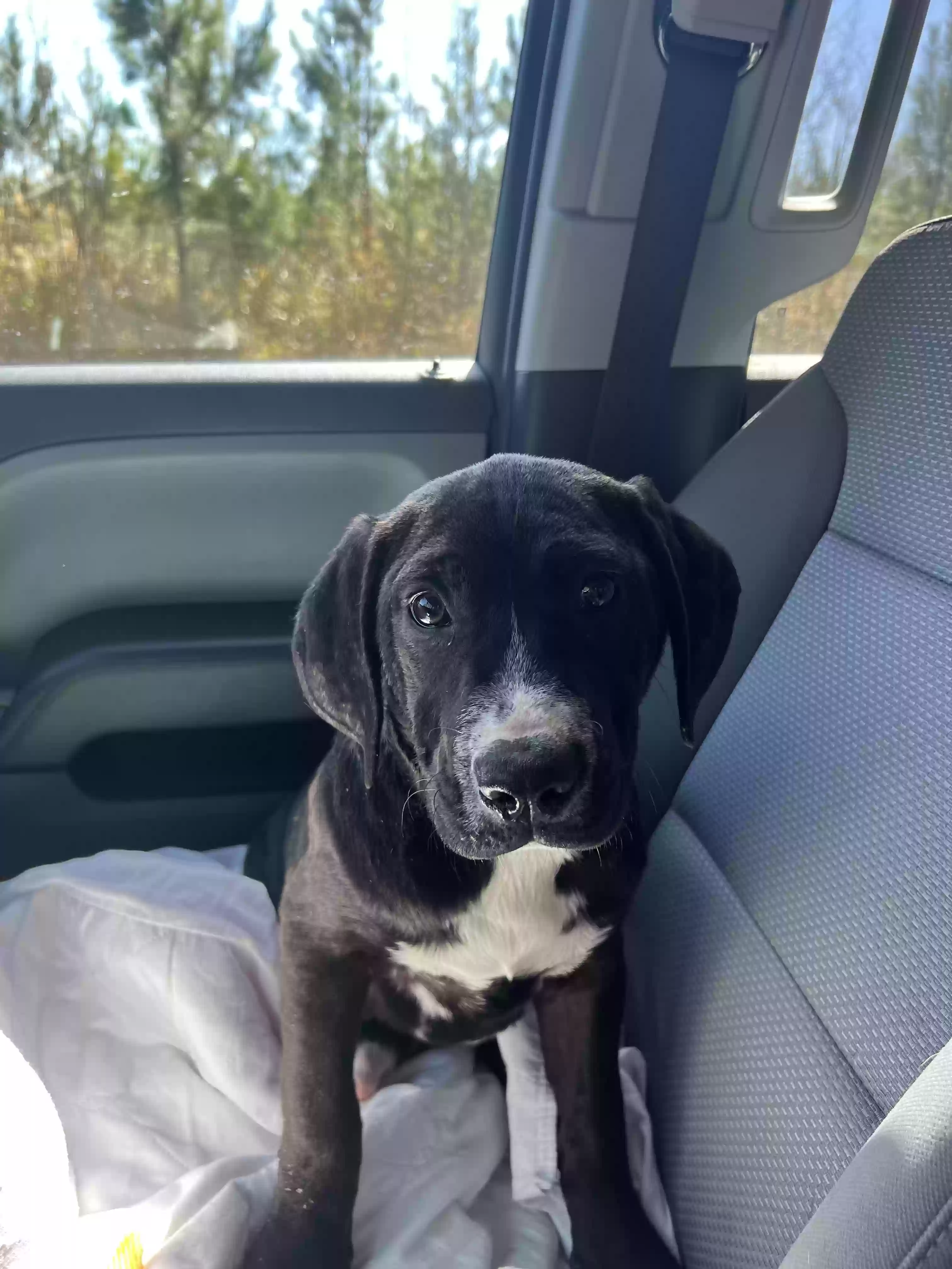 adoptable Dog in Gates,NC named Daisy
