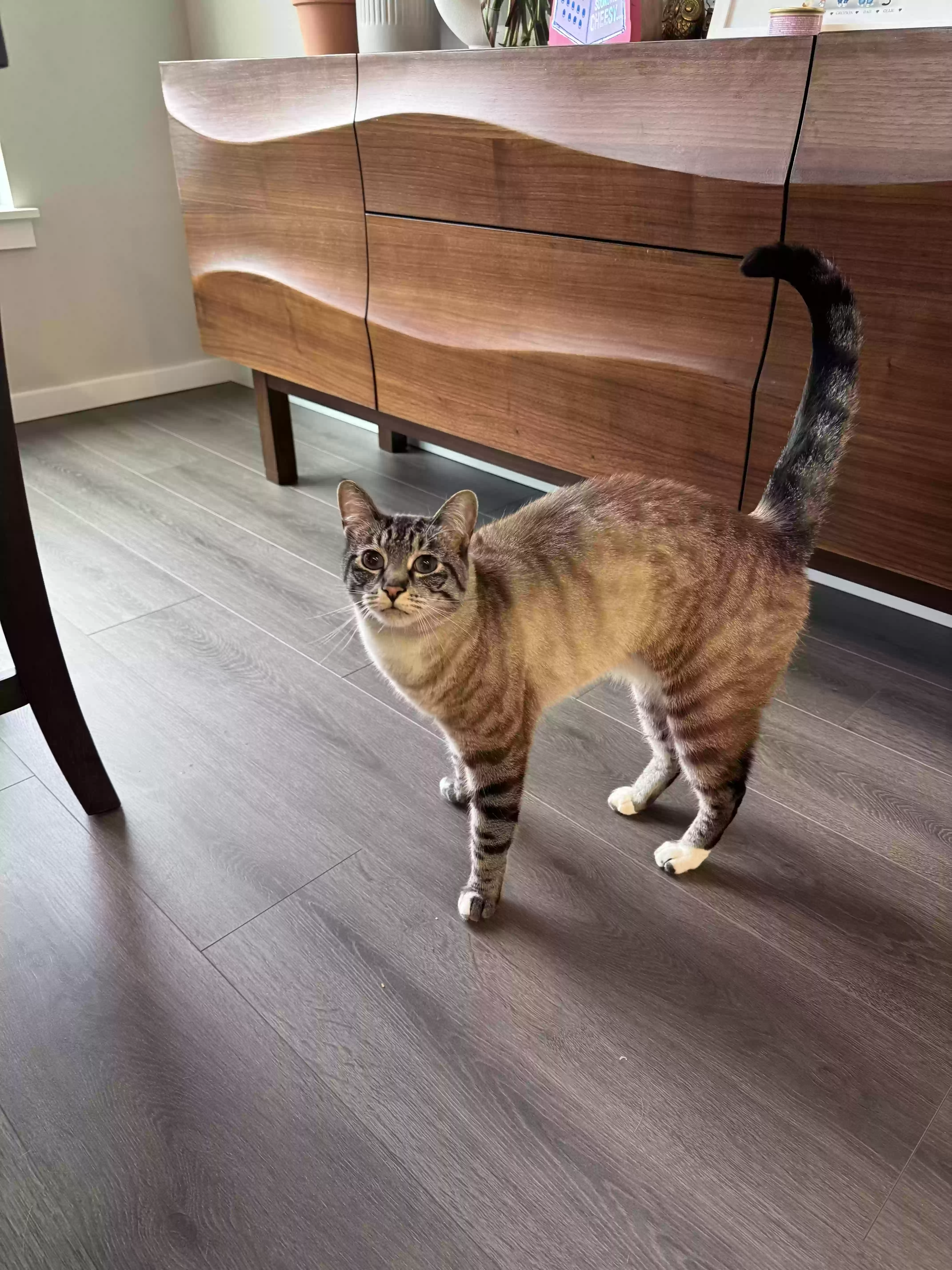 adoptable Cat in Lake Stevens,WA named Ollie