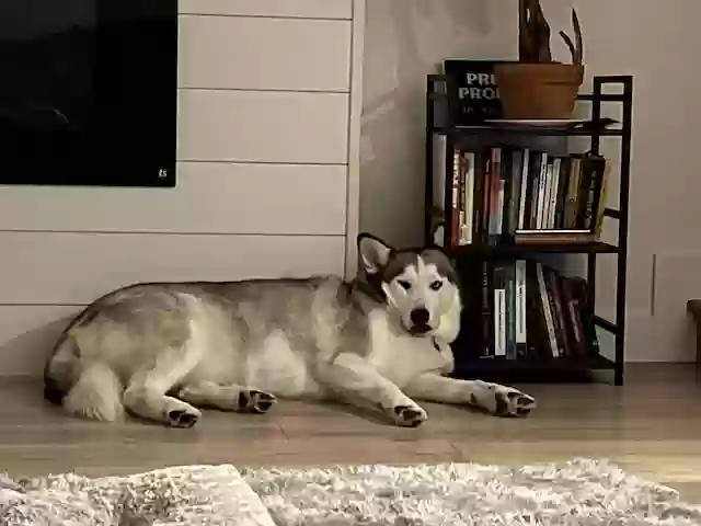 adoptable Dog in Santa Cruz,CA named Nala