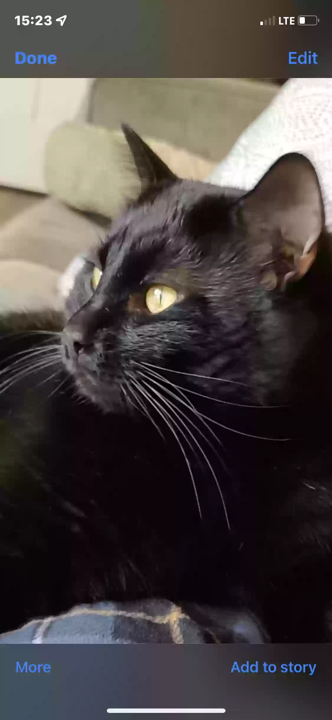 adoptable Cat in Port Hadlock,WA named Moscow