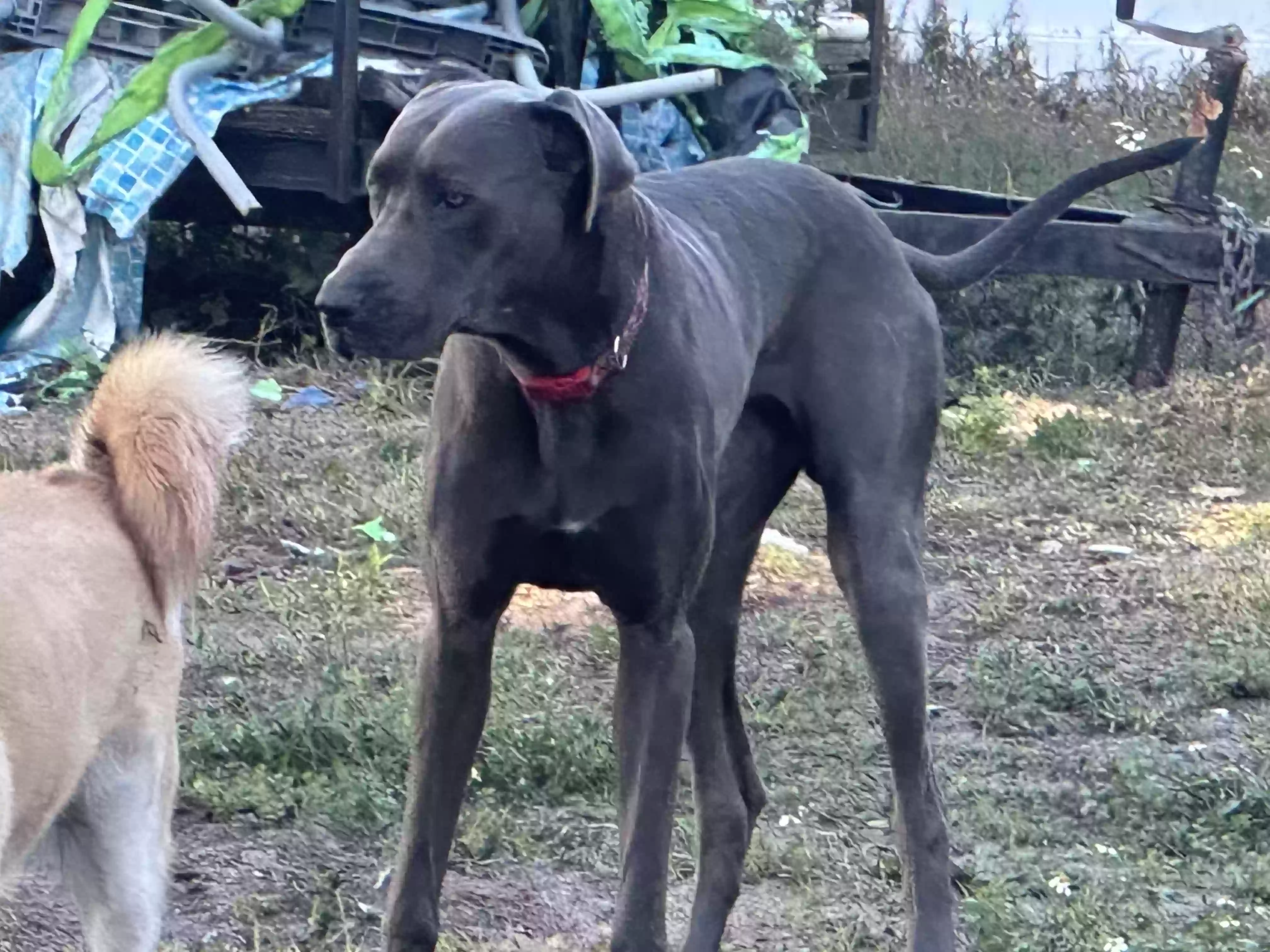 adoptable Dog in Mulberry,FL named
