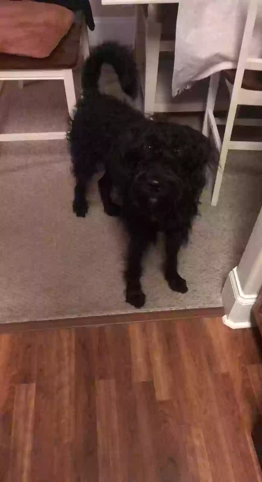 adoptable Dog in Fort Valley,GA named Finn