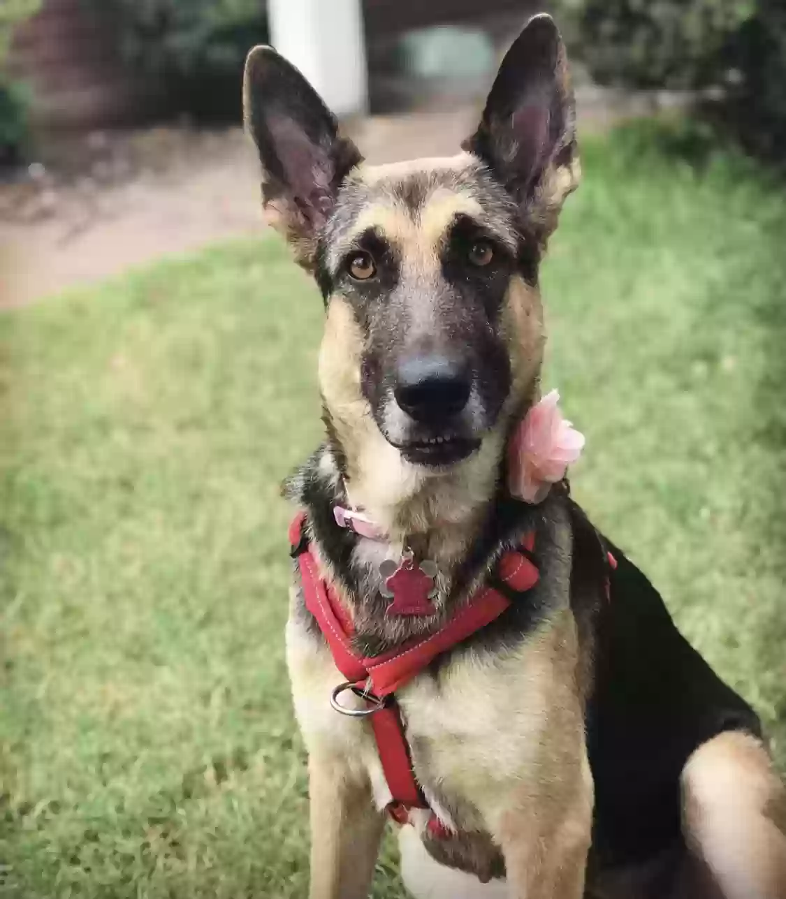 adoptable Dog in Mckinney,TX named Bella