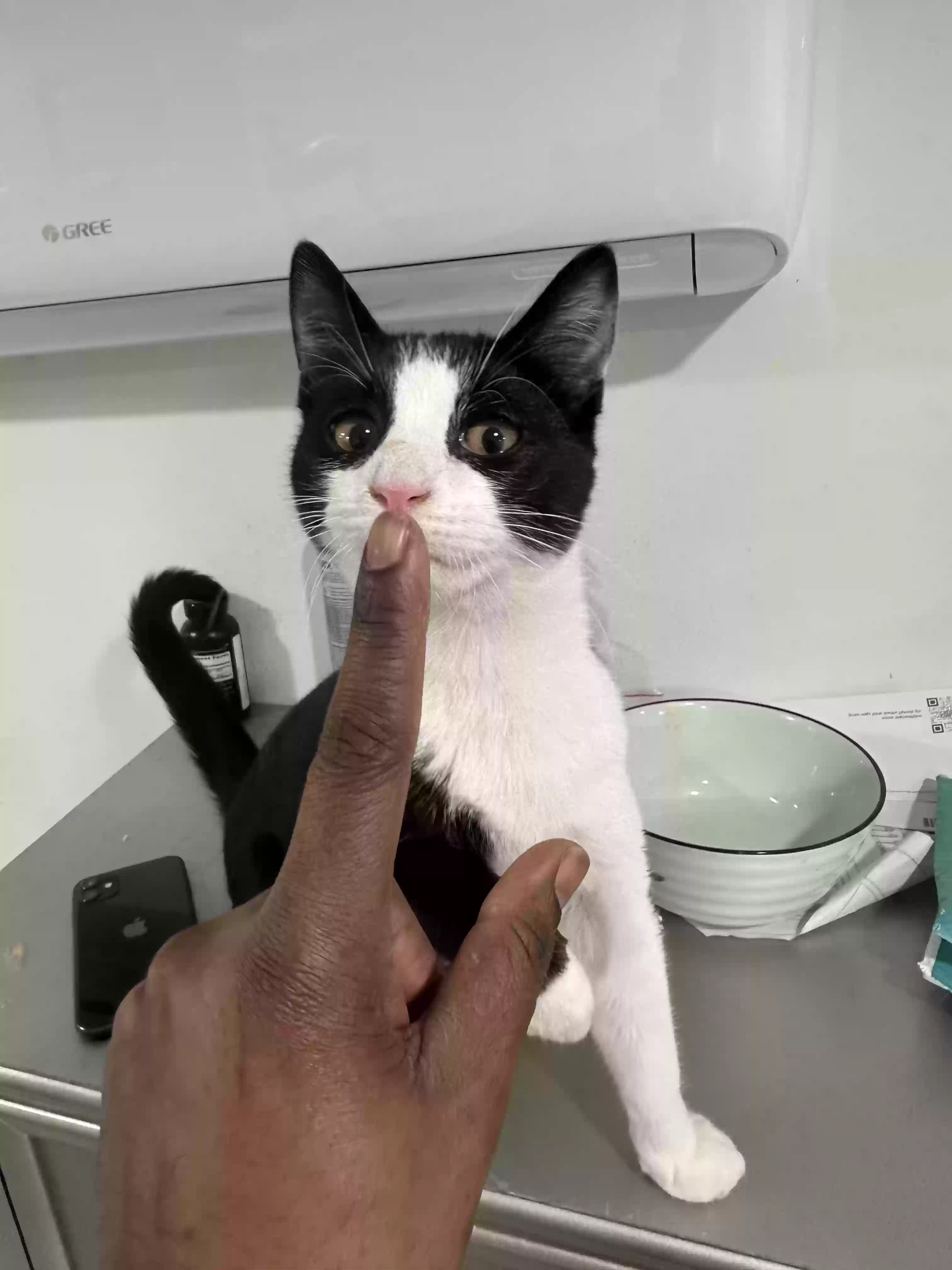 adoptable Cat in Ozone Park,NY named Alex